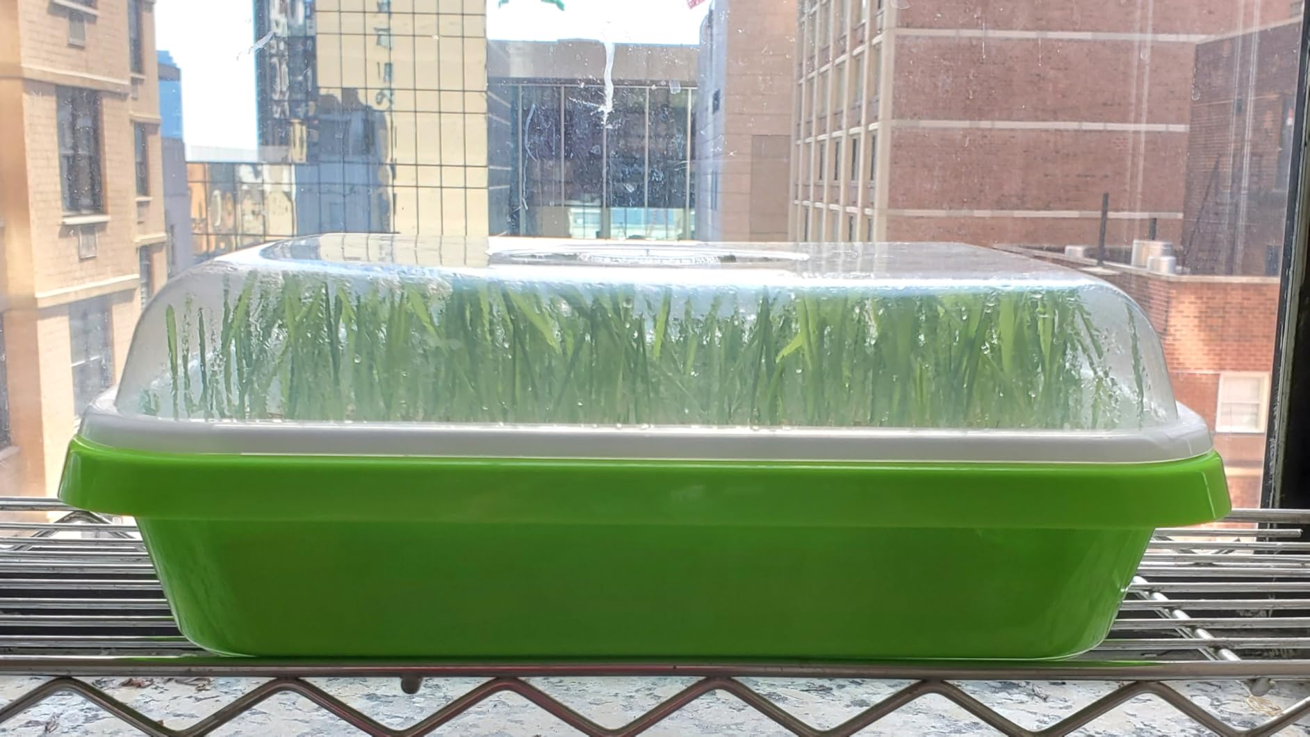 SUNPRO 2-Pack Seed Sprouter Tray with Humidity Lid, BPA Free Food Grade Soil-Free Sprouting Kit, Large Capacity Wheatgrass Grower & Microgreens Germination Station for Beans, Peas, Cat Grass (Green) customer photo 2