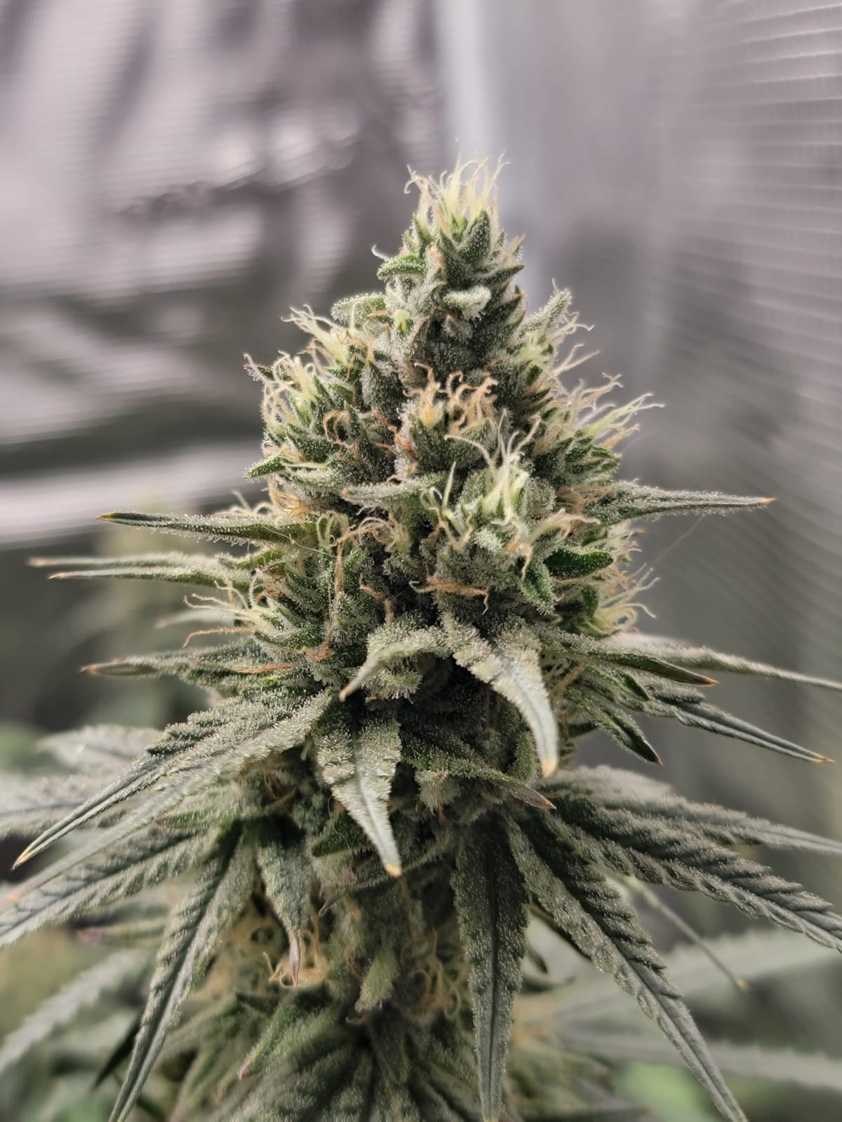 MARS HYDRO 3x3 Grow Tent Kit with TS1000 150W Full Spectrum LED Grow Light customer photo 1