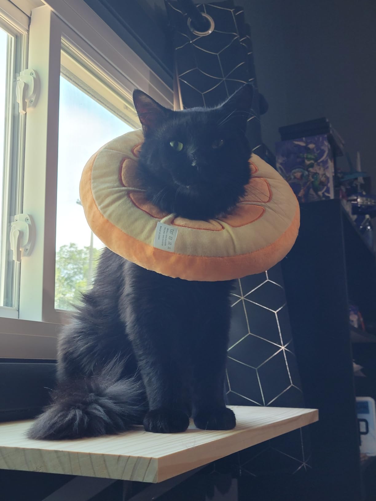 ANWA Adjustable Cat Cone Collar Soft, Cute Cat Donut Collar After Surgery | Soft Like a Pillow, Easy to Put On, Won't Mind Wearing It, Cute Fruit Pattern, Orange, Medium customer photo 1