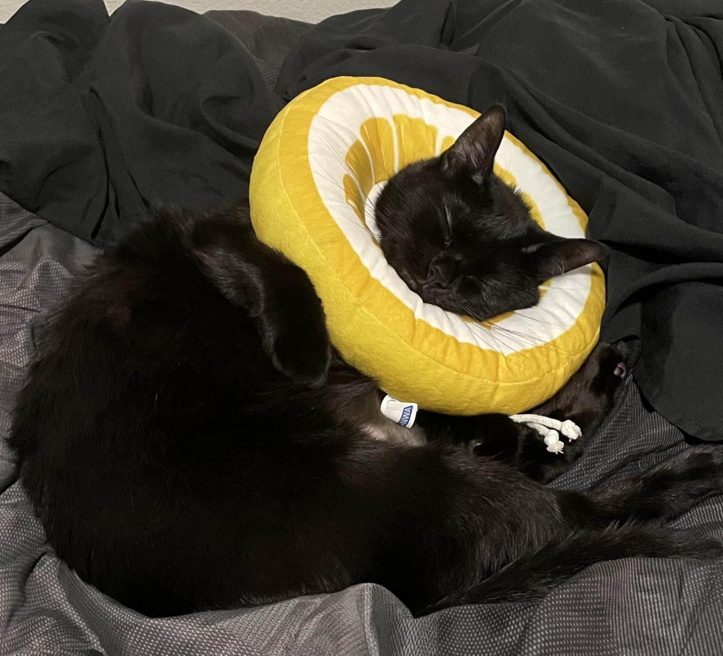 ANWA Adjustable Cat Cone Collar Soft, Cute Cat Donut Collar After Surgery | Soft Like a Pillow, Easy to Put On, Won't Mind Wearing It, Cute Fruit Pattern, Orange, Medium customer photo 2
