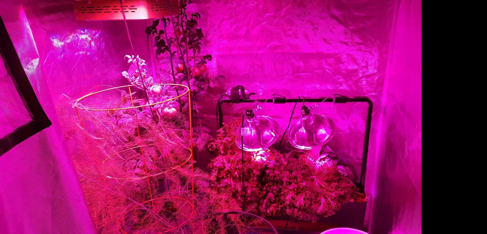 ATOUR 24”x24”x48” Grow Tent, Reflective 600D Mylar,Hydroponic Grow Tent with Observation Window and Floor Tray for Indoor Plant Growing 2’x2’ customer photo 2