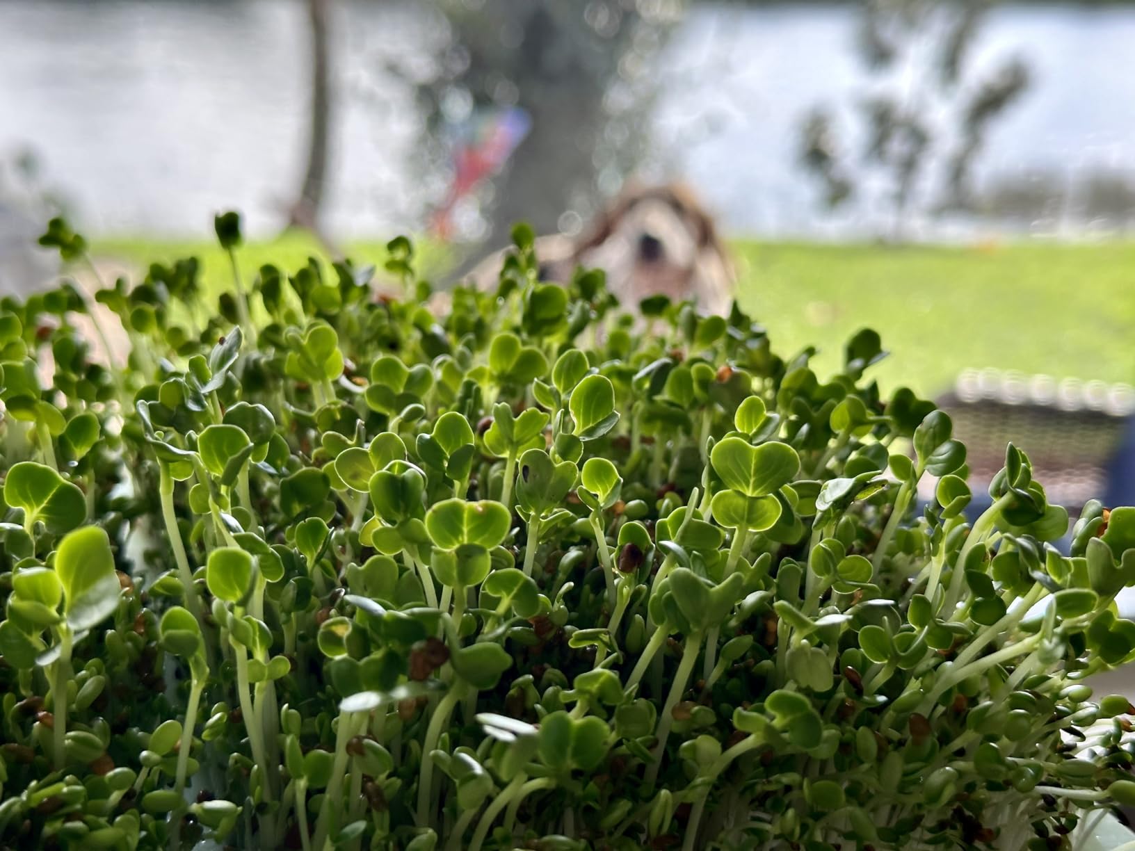 5 Pack Seed Sprouter Trays, Wheatgrass Tray Sprouter Microgreen Growing Kit customer photo 1