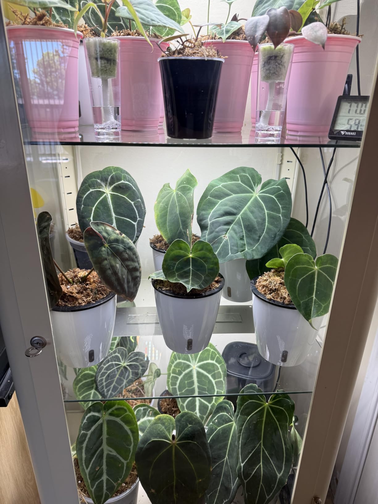 Planterhoma 5 Inch Self Watering Pots for Indoor Plants, 6 Packs African Violet Pots with Indicator, Black Wick Pot with Drainage Holes, Self Watering Planters for Orchid, Devil's Ivy, White customer photo 2