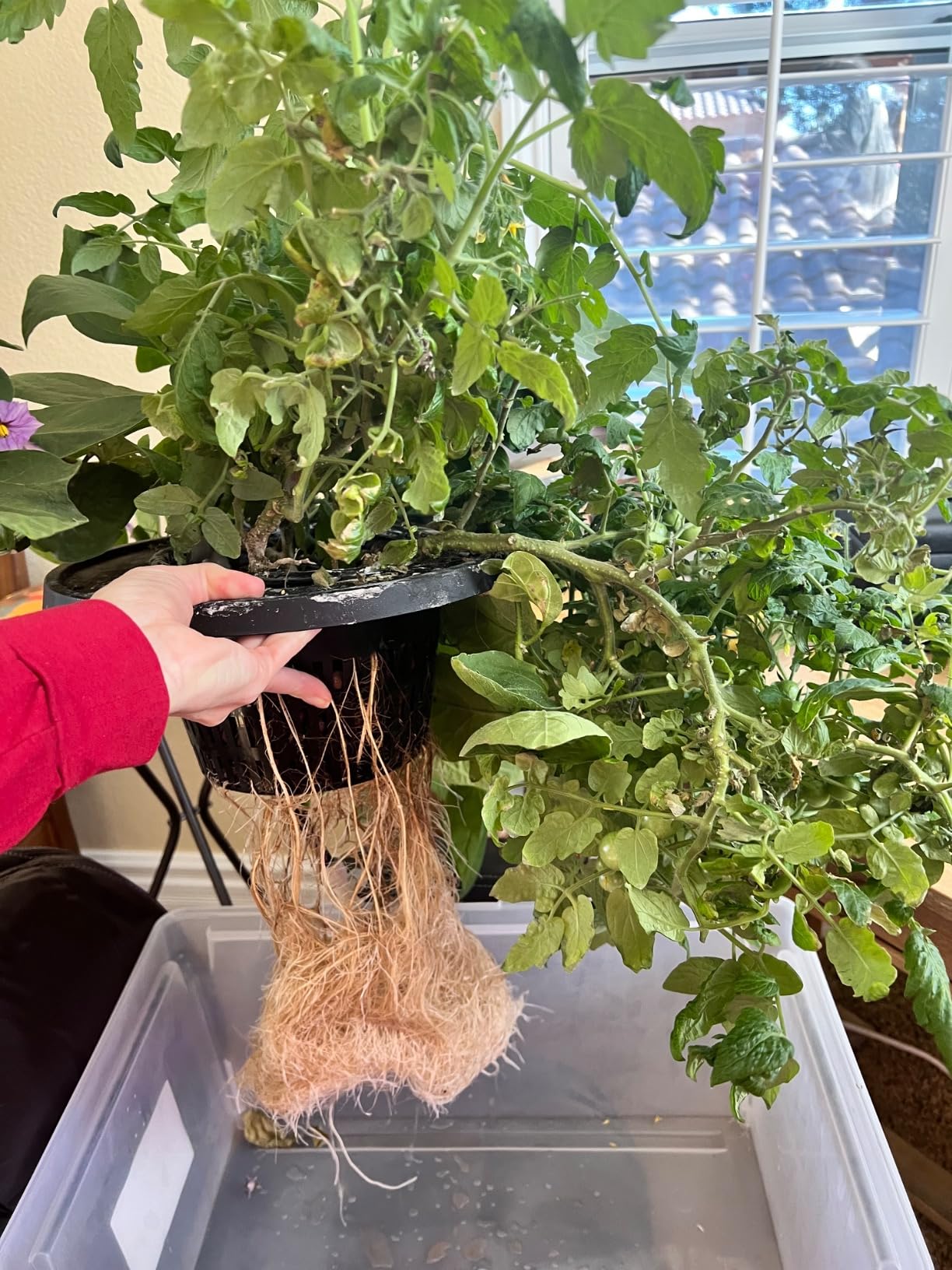 VIVOSUN DWC Hydroponics Grow System with Top Drip Kit 4 Buckets customer photo 1