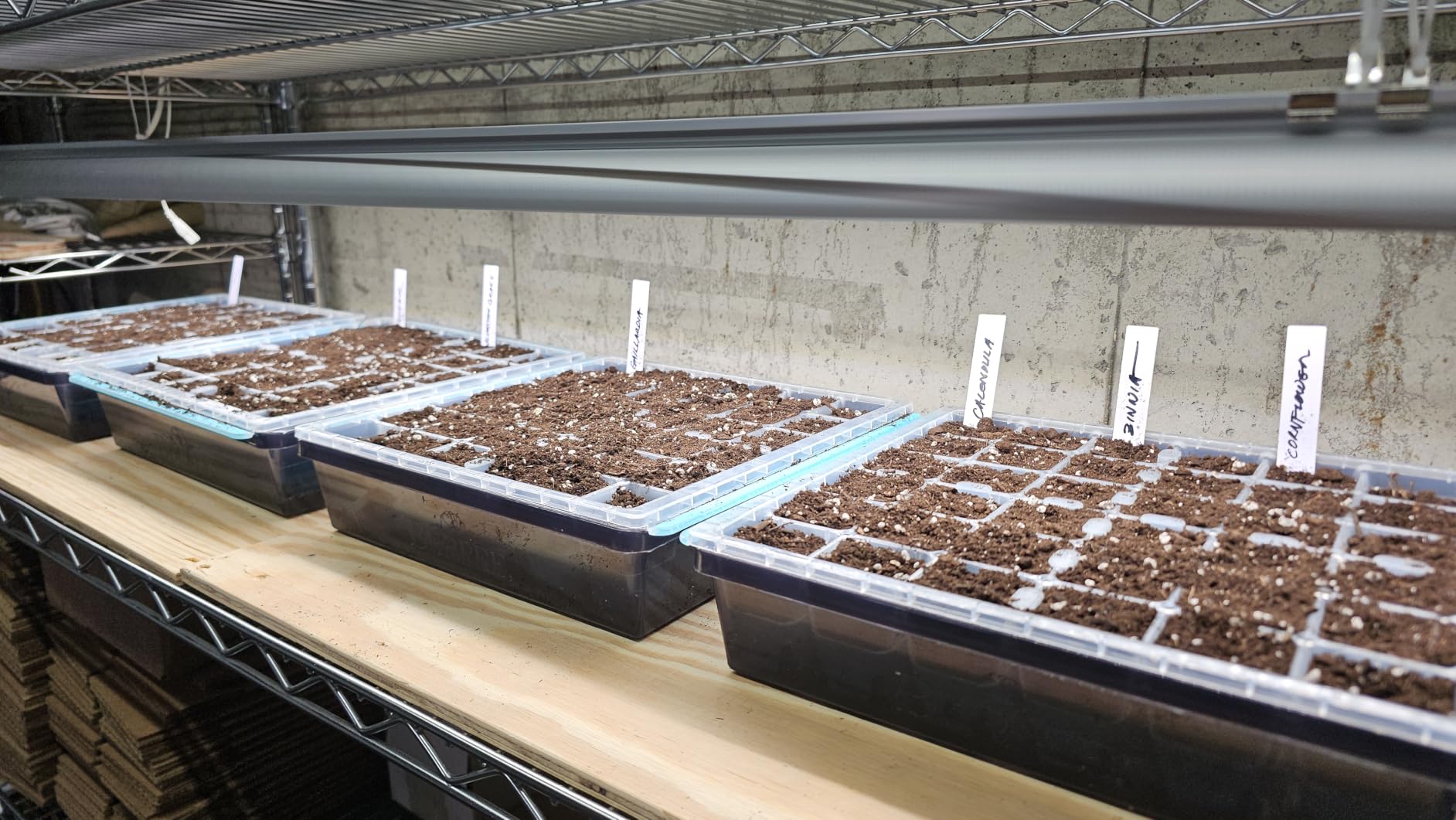 Burpee SuperSeed 36-Cell Reusable Seed Starting Tray for Indoor Seedlings customer photo 1
