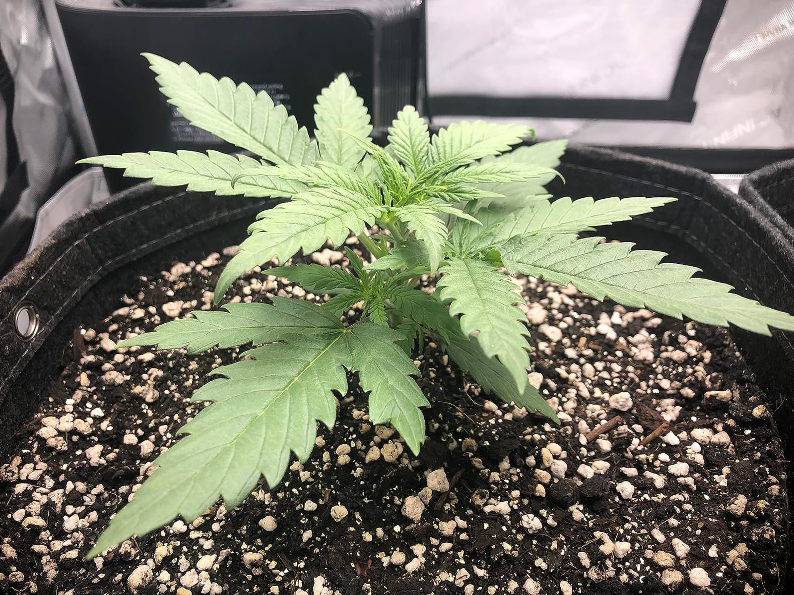 AC Infinity AI Grow System 3x3, 3-Plant Kit w/Self-Learning AI Controller customer photo 1