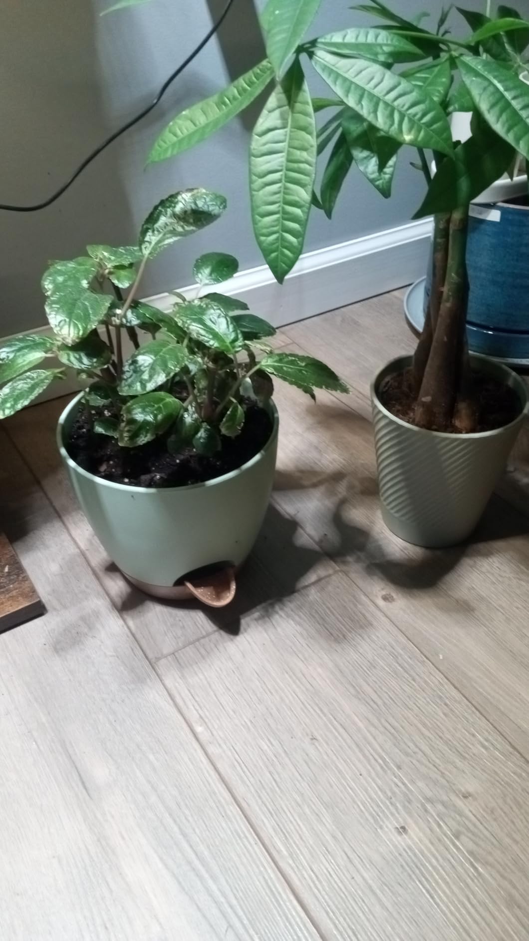 Vanslogreen Plant Pots Indoor 7/6.5/6/5.5/5 Inch Self Watering Planters for Indoor Plants with Drainage Hole, Plastic Flower Pots for Succulents, African Violet (Green) customer photo 1