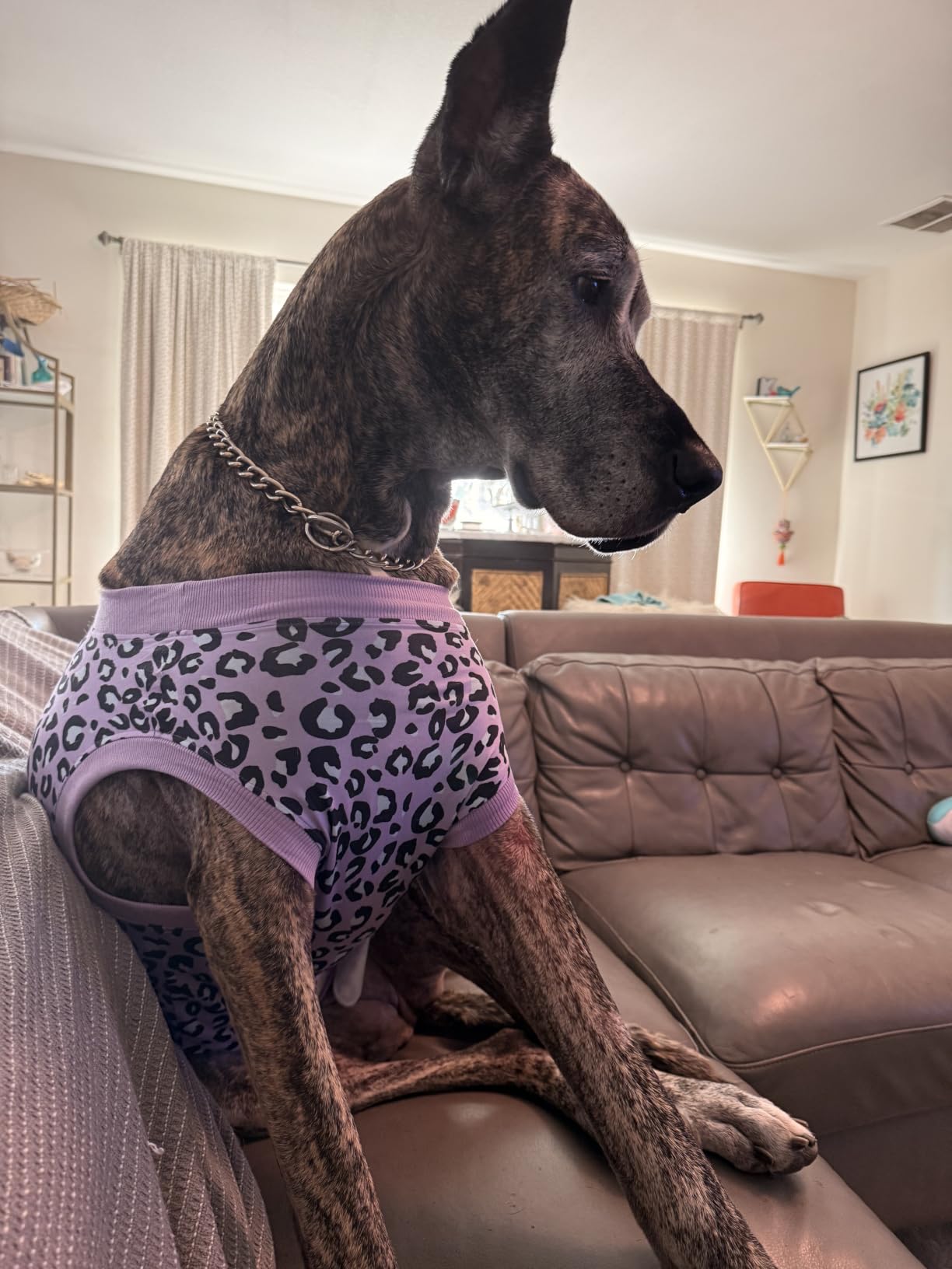 Kuoser Dog Recovery Suit After Surgery, Spay Neuter Surgical Suit for Dogs customer photo 1