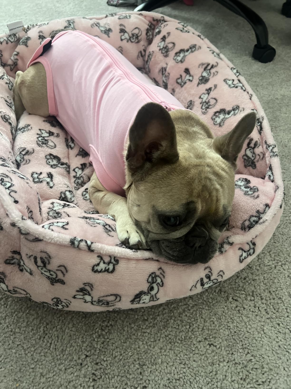 Dog Surgery Recovery Suit - After Spay, Abdominal Wounds Post Surgical Recovery, Anti Licking Breathable Dog Onesies for Small, Medium & Large Pet, Alternative Bandages Cone E-Collar customer photo 1