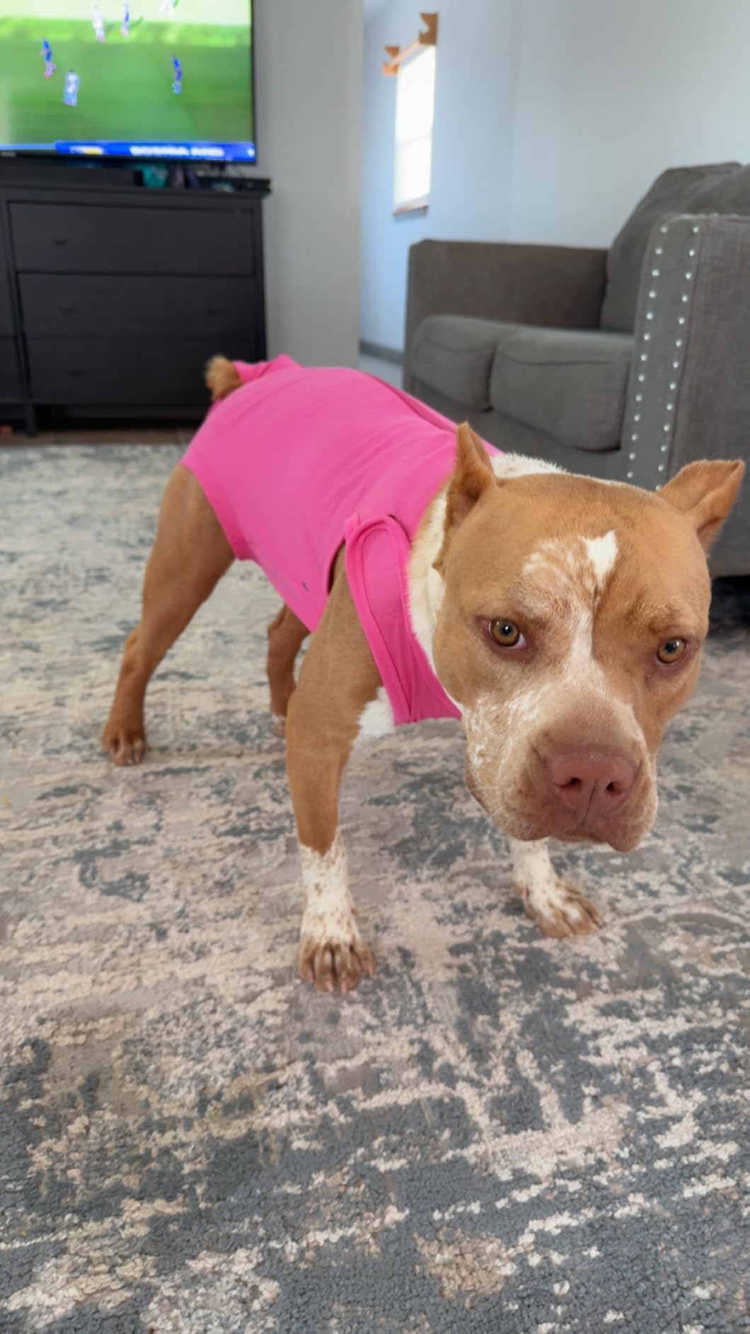 Dog Surgery Recovery Suit - After Spay, Abdominal Wounds Post Surgical Recovery, Anti Licking Breathable Dog Onesies for Small, Medium & Large Pet, Alternative Bandages Cone E-Collar customer photo 2