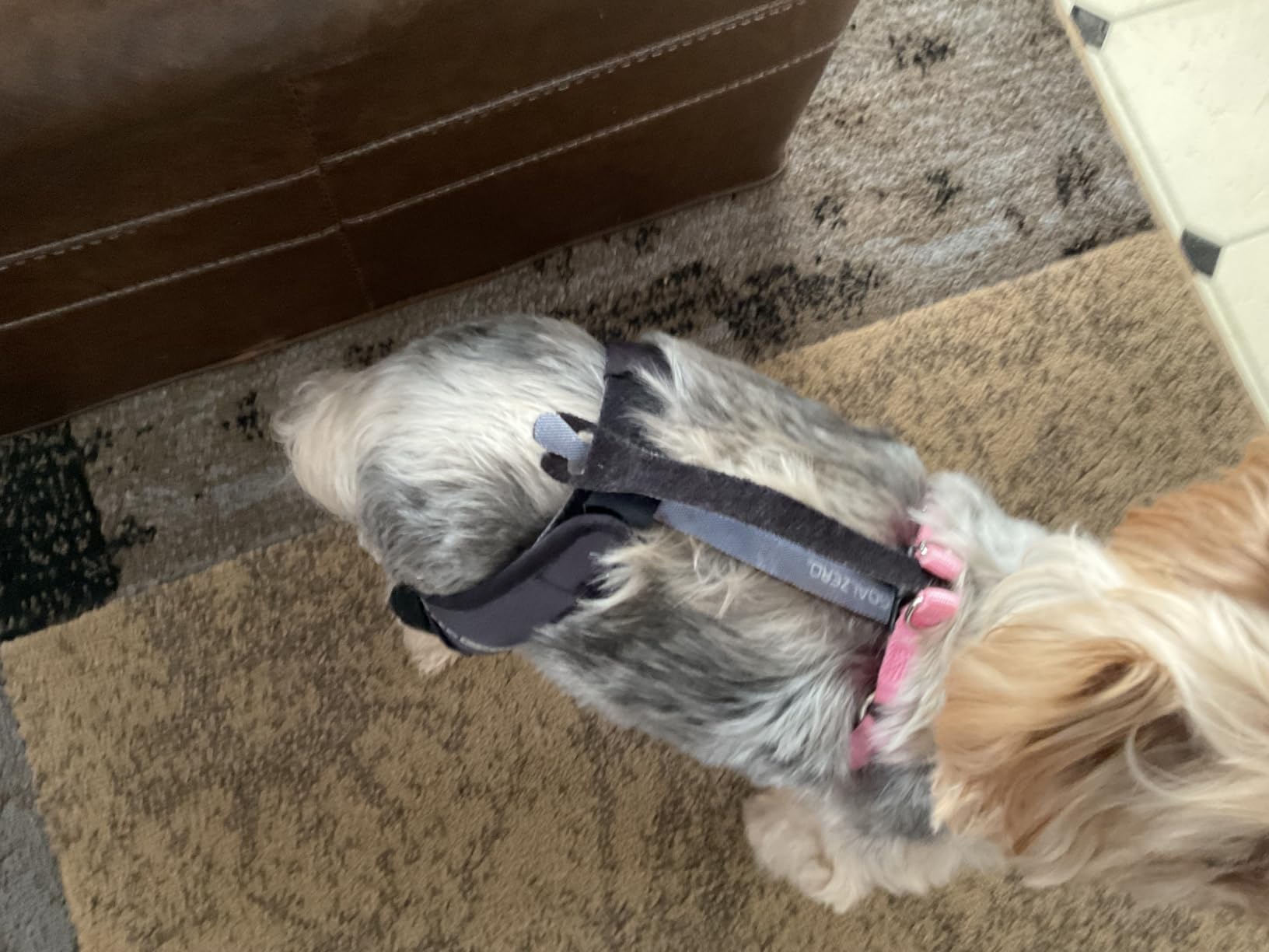 Ortocanis Dog Knee Brace for Hind Leg Support (XS, Right Leg) - Neoprene Knee Brace for Torn ACL, Limping or Osteoarthritis customer photo 1