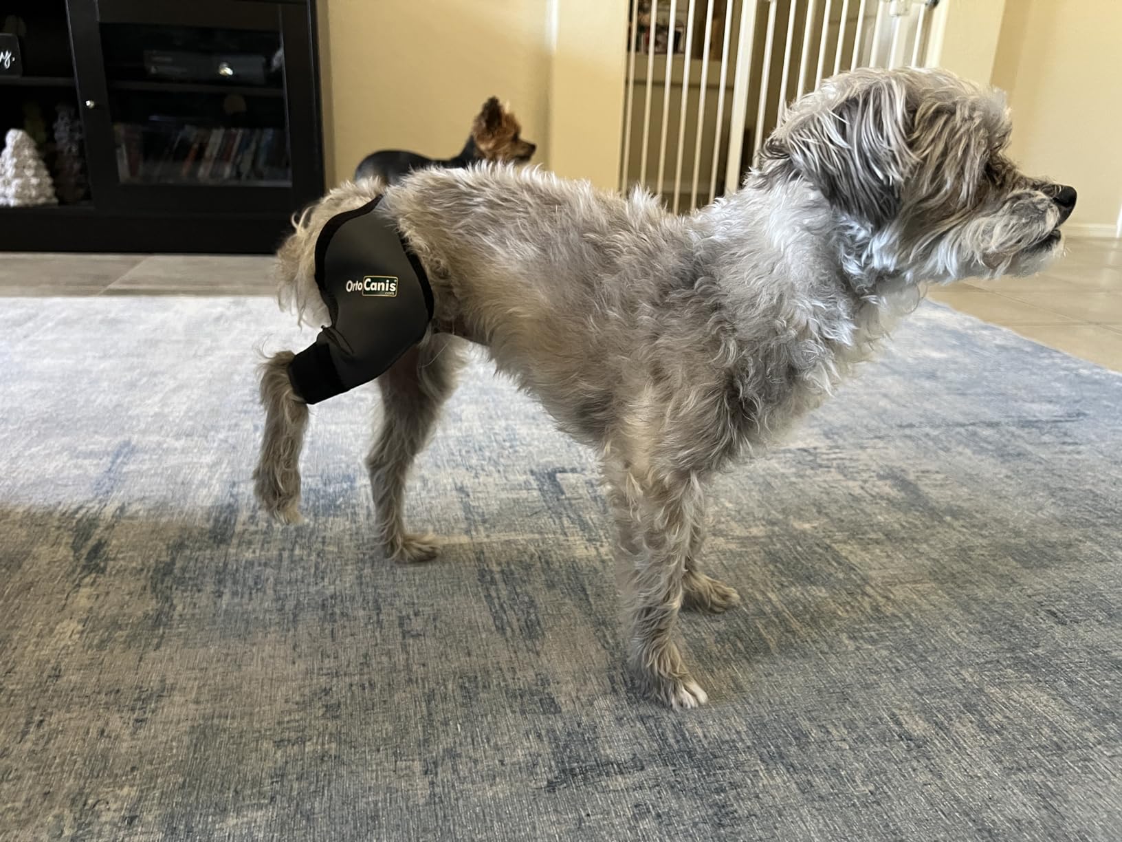 Ortocanis Dog Knee Brace for Hind Leg Support (XS, Right Leg) - Neoprene Knee Brace for Torn ACL, Limping or Osteoarthritis customer photo 2