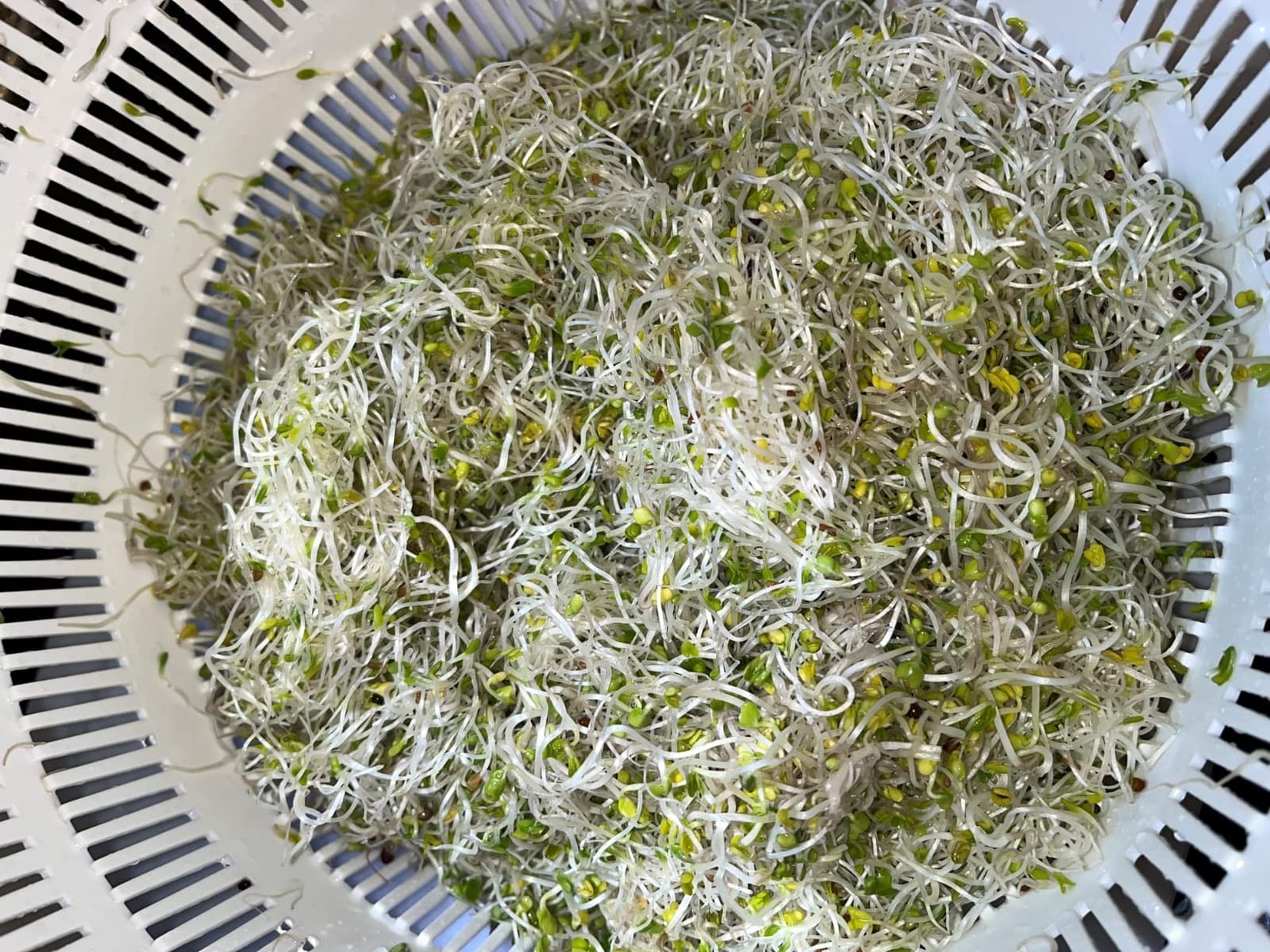Premium Sprouting Jar Kit 2-Wide Mouth Mason Jars with Mesh Sprout Lids customer photo 1