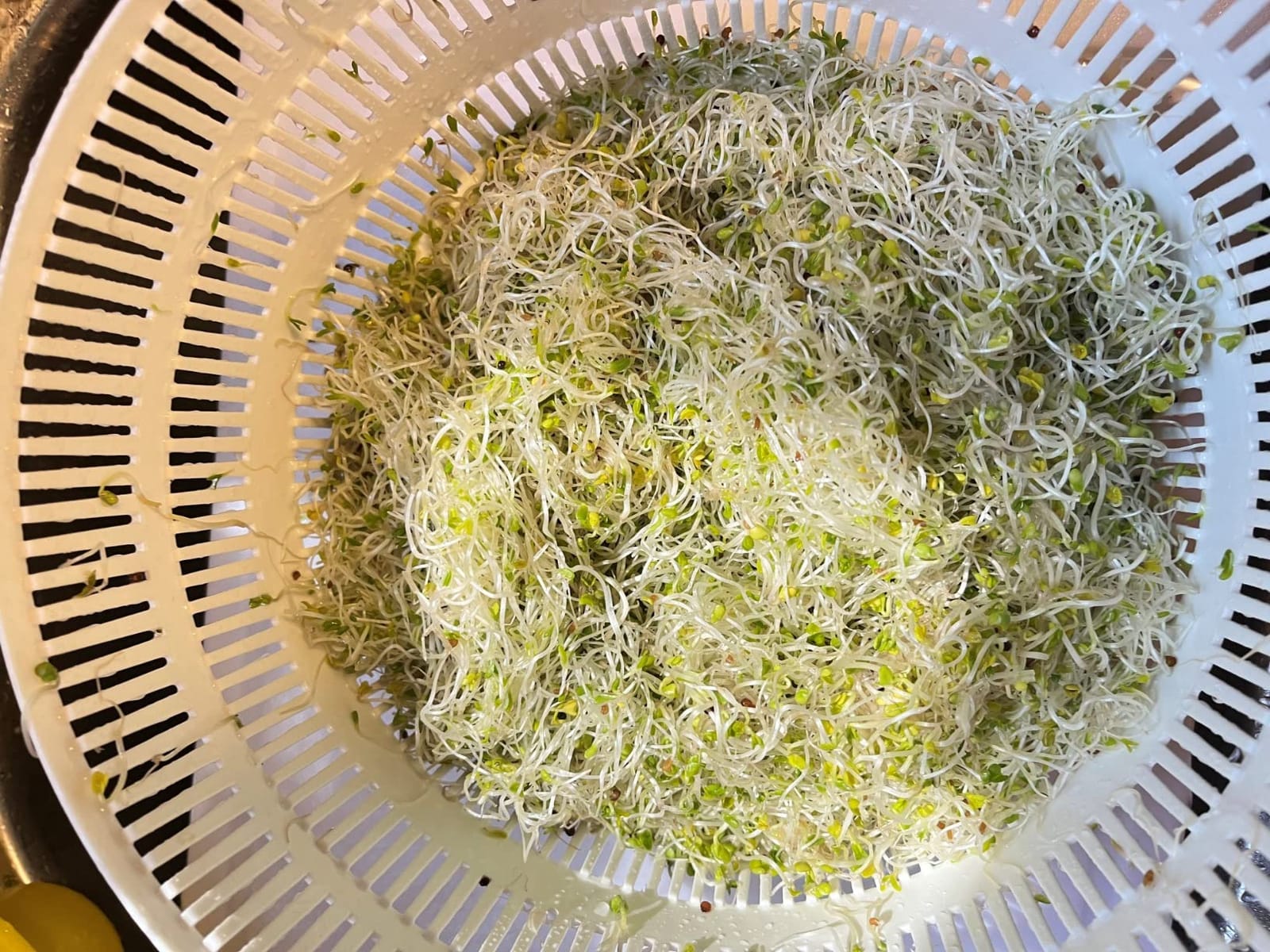 Premium Sprouting Jar Kit 2-Wide Mouth Mason Jars with Mesh Sprout Lids customer photo 2