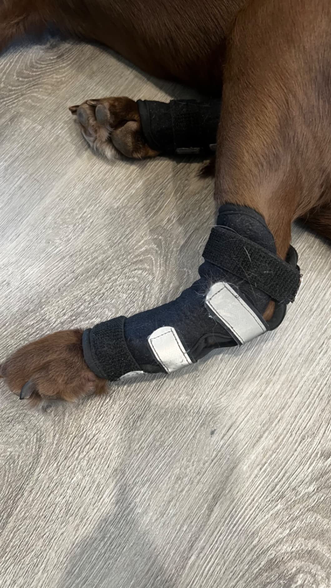Dog Leg Braces for Back Legs,ACL Brace for Large Dogs Rear Legs, Joint Compression Warps Support for Hind Leg with Injury Sprain, Wound Care and Loss of Stability from Arthritis (1 Pair) customer photo 1