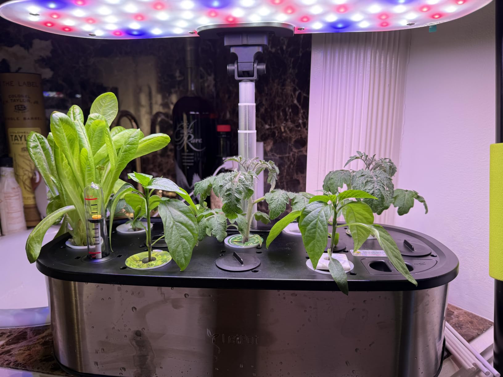 LETPOT LPH-SE Hydroponics Growing System, 12 Pods Smart Herb Garden Kit Indoor, Indoor Garden, APP & WiFi Controlled, with 24W Growing LED, 5.5L Water Tank, Pump System, Automatic Timer customer photo 1