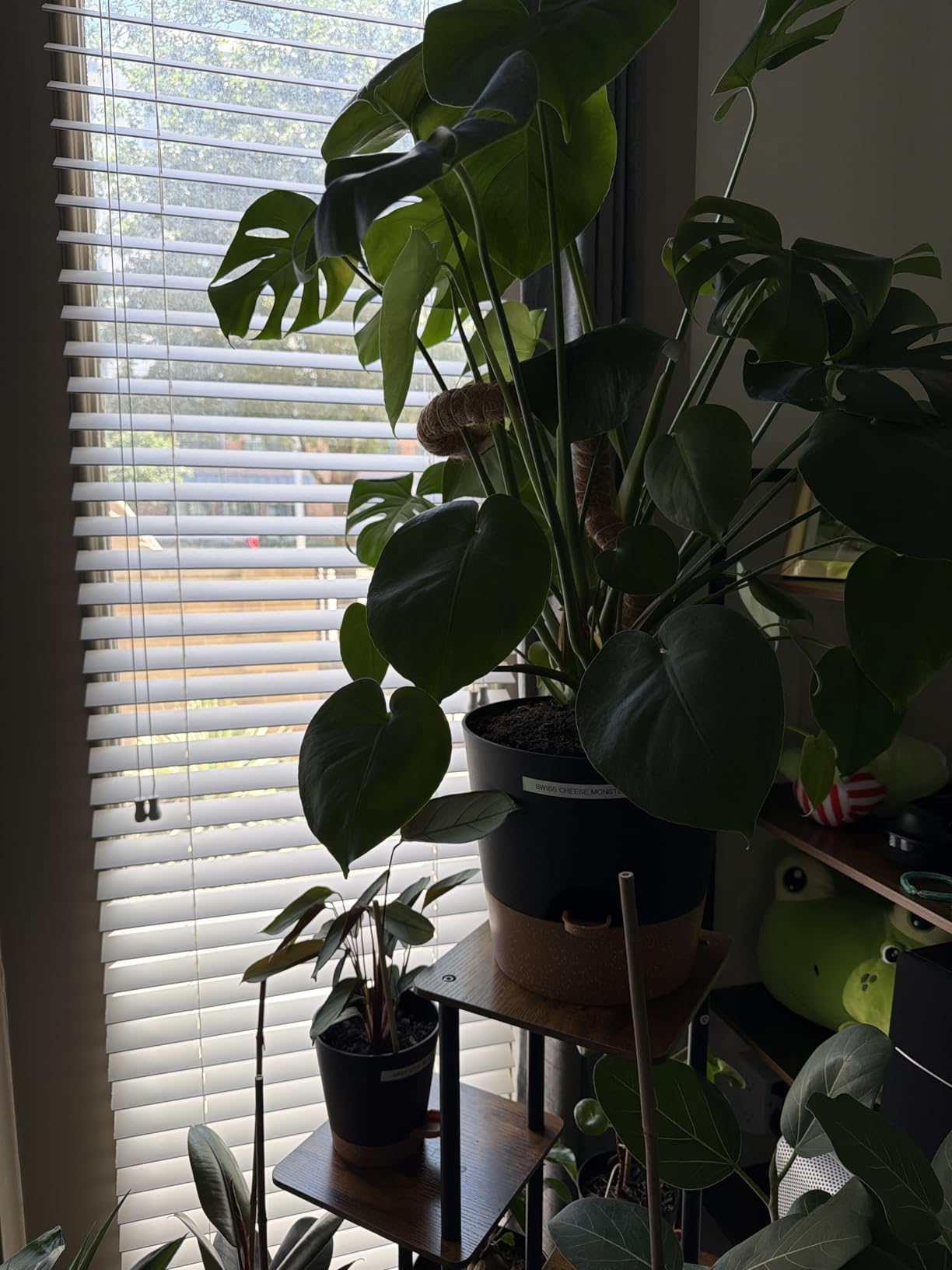YNNICO Indoor Self Watering Planters with Drainage Holes and Saucers, 8, 7, 6.5, 6, 5.5, 5 Inches, Green, 6 Pots. customer photo 1