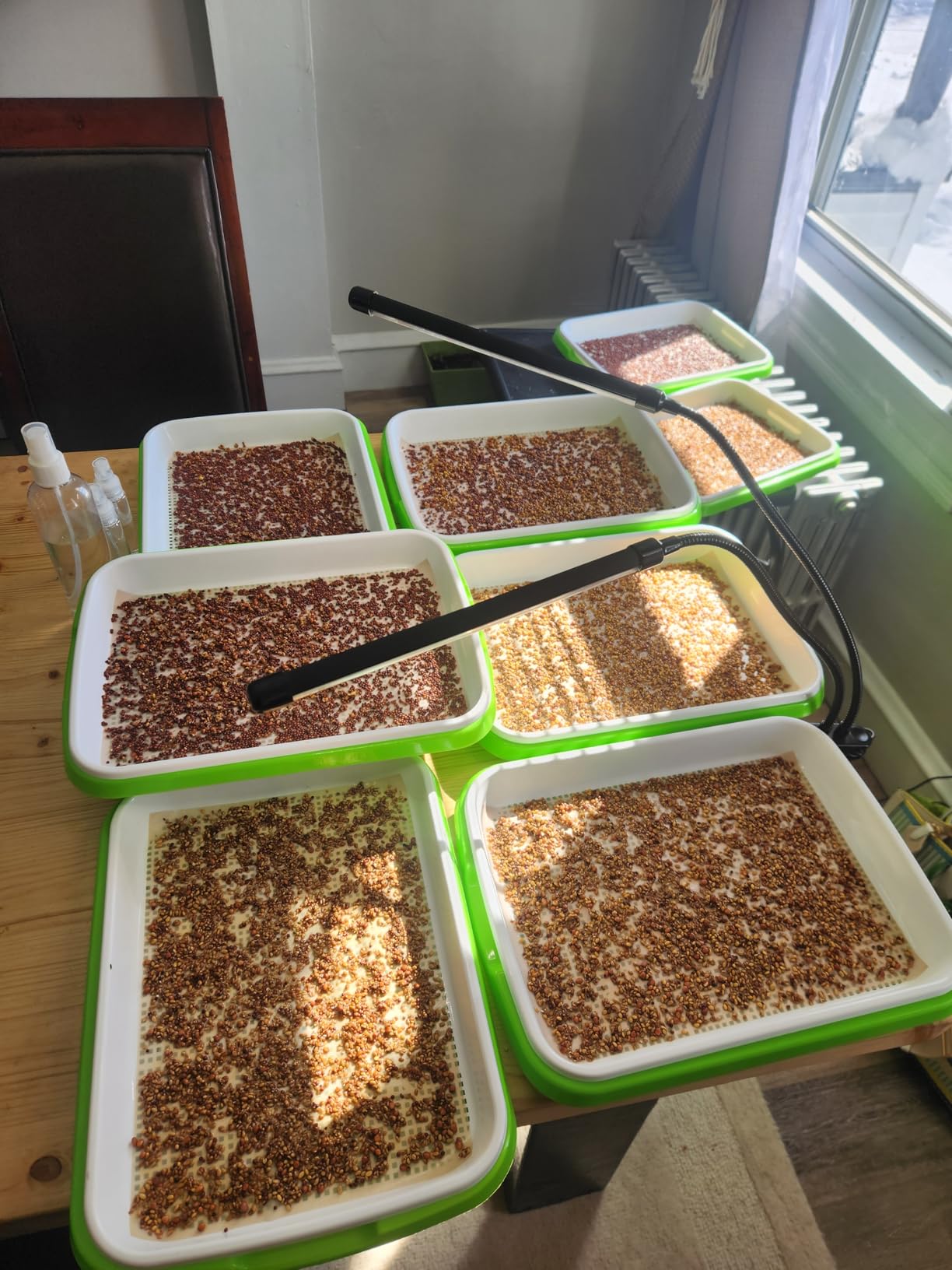 Legigo 10 Pack Seed Sprouter Trays, Microgreens Growing Trays Kit customer photo 2