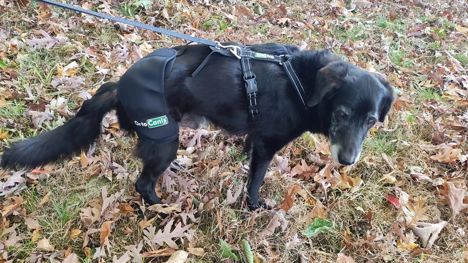 Ortocanis Hip Support for Dogs – Size: Large (Chest 69–96 cm) customer photo 1