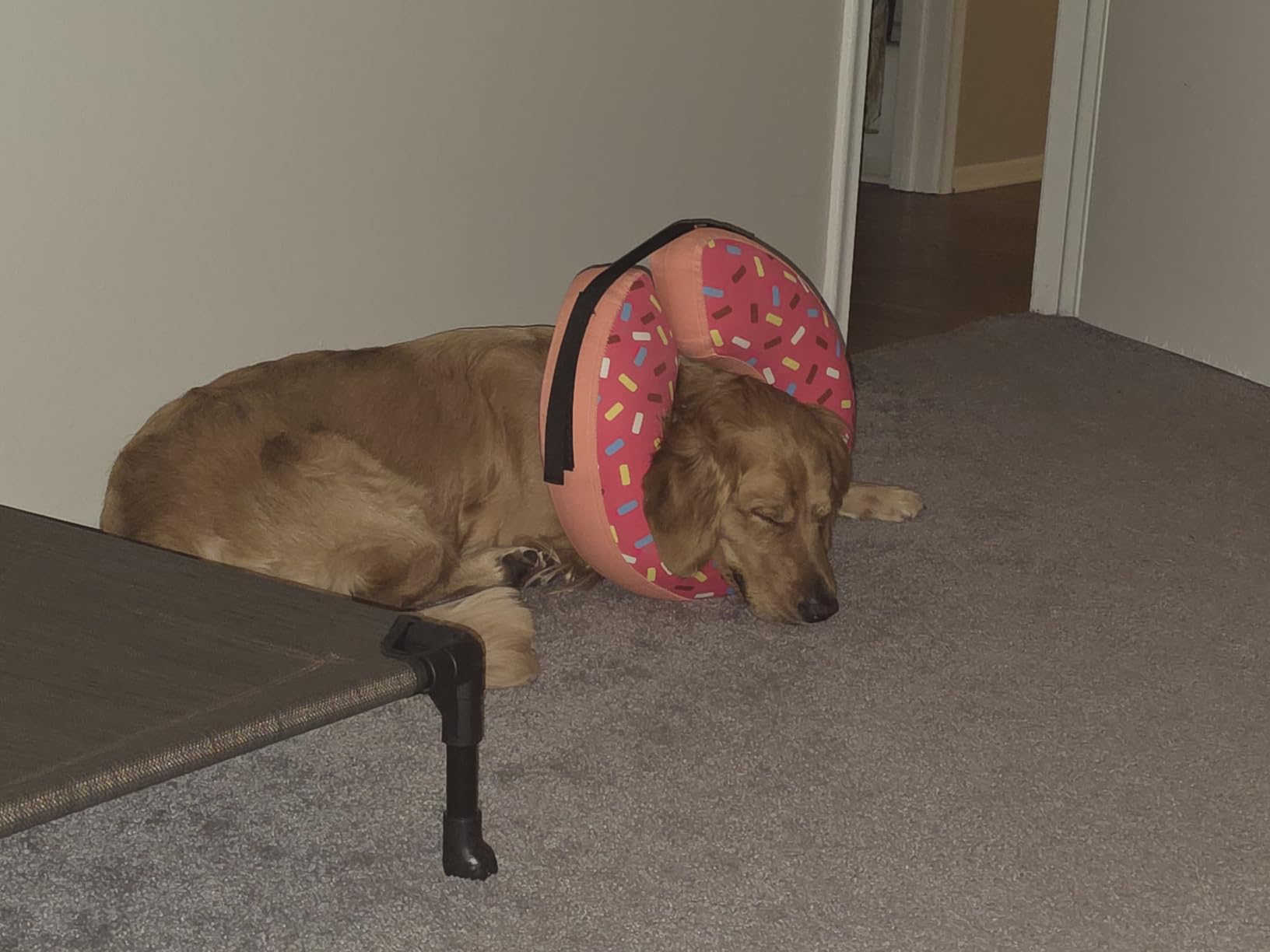 Supet Inflatable Dog Cone Collar Alternative After Surgery, Doggie Neck Donut Collar Recovery ECollar for Post Surgery, Soft Dog Cone for Small Medium Puppies Cats customer photo 1