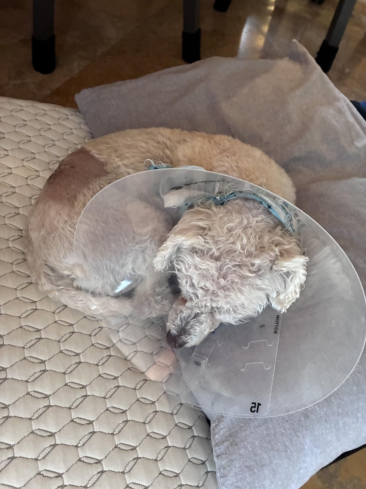 Supet Inflatable Dog Cone Collar Alternative After Surgery, Doggie Neck Donut Collar Recovery ECollar for Post Surgery, Soft Dog Cone for Small Medium Puppies Cats customer photo 2