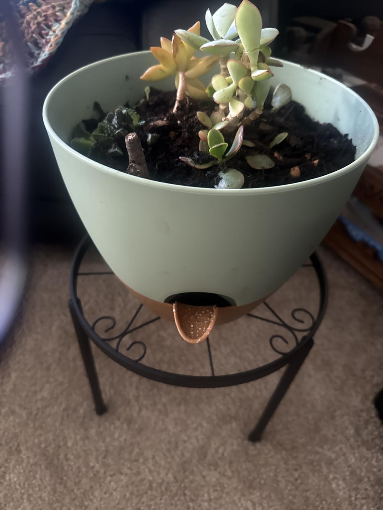 QRRICA Plant Pots 10/9/8/7.5/7 Inch Self Watering Pots, Set of 5 Plastic Planters with Drainage Holes and Saucers,Plastic Flower Pots,Nursery Planting Pot for Indoor Out Door Plants(Green) customer photo 2