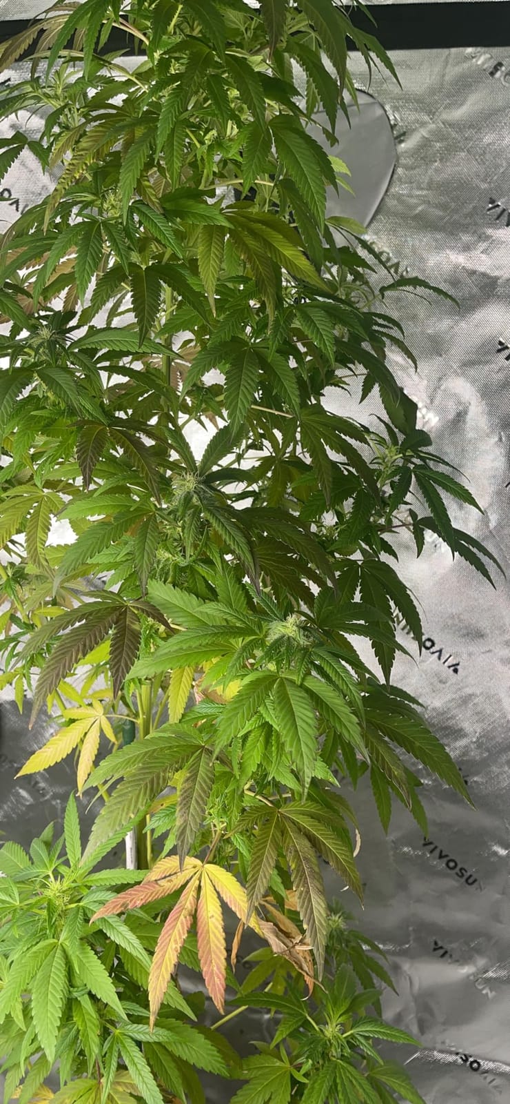 VIVOSUN Smart Grow Tent Kit 2x2, 1-Plant WiFi-Integrated Grow Kit System customer photo 2