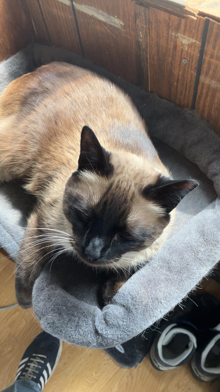 Cat Multivitamin Crunchy Creamy Chews - Daily Cat Vitamins with Lysine, Prebiotics, Omega 3 Fish Oil (30-Day Supply) customer photo 1