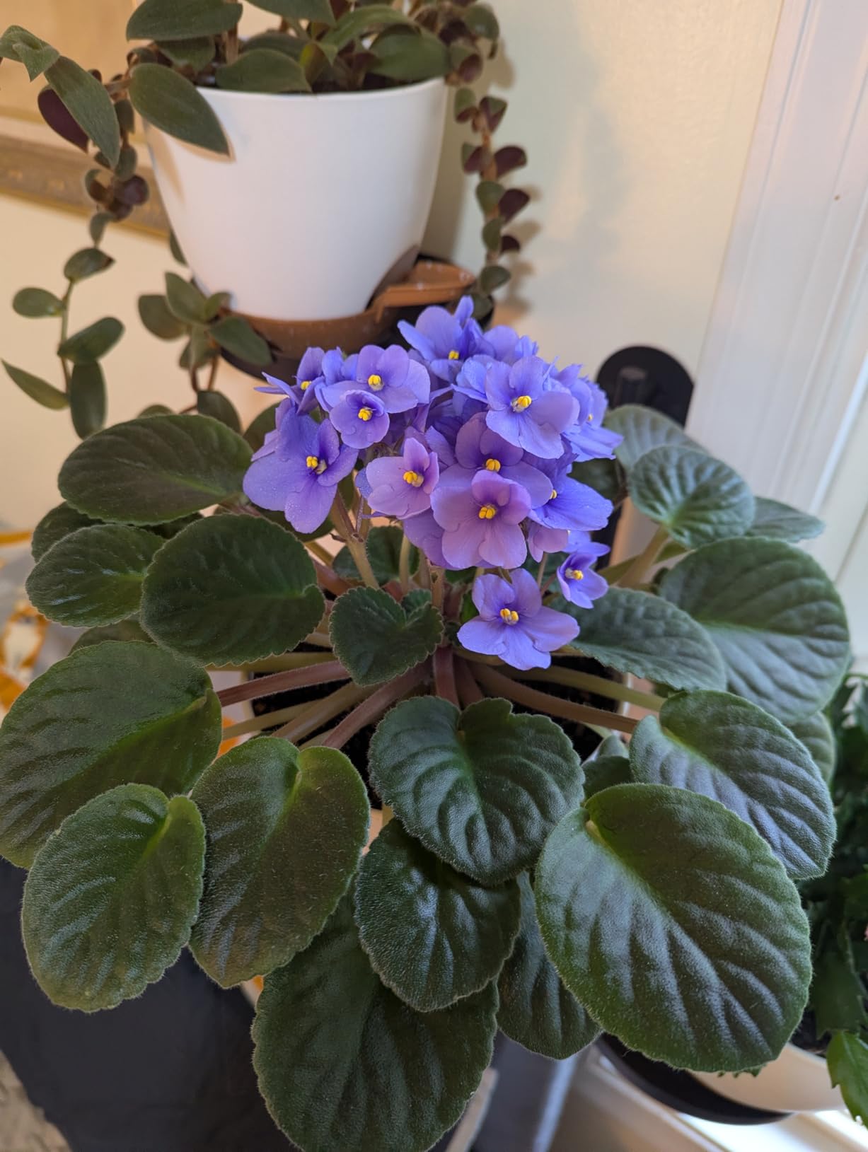 Indoor Plant Pots for Lazy People, 5Pack White Plastic Self Watering Planter Pots for Houseplants,Succulent, African Violets,Snake Plants, Flowers and Cactus(7/6.5/6/5.5/5 Inch) customer photo 2