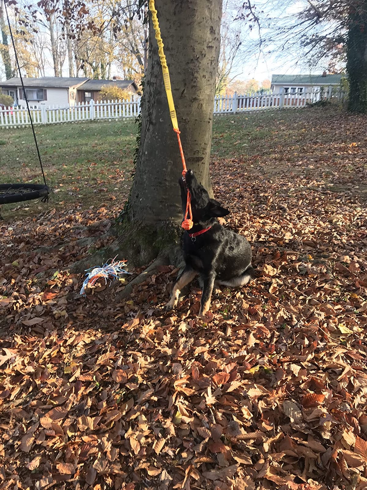 XiaZ Tug of War Dog Toy, Interactive Dogs Toy Bungee Hanging Tether with 2 Chew Rope Toys, Heavy Duty Puppy Outdoor Activity Aggressive Chewers Best Small to Large Boredom Exercise and Play (Blue) customer photo 1