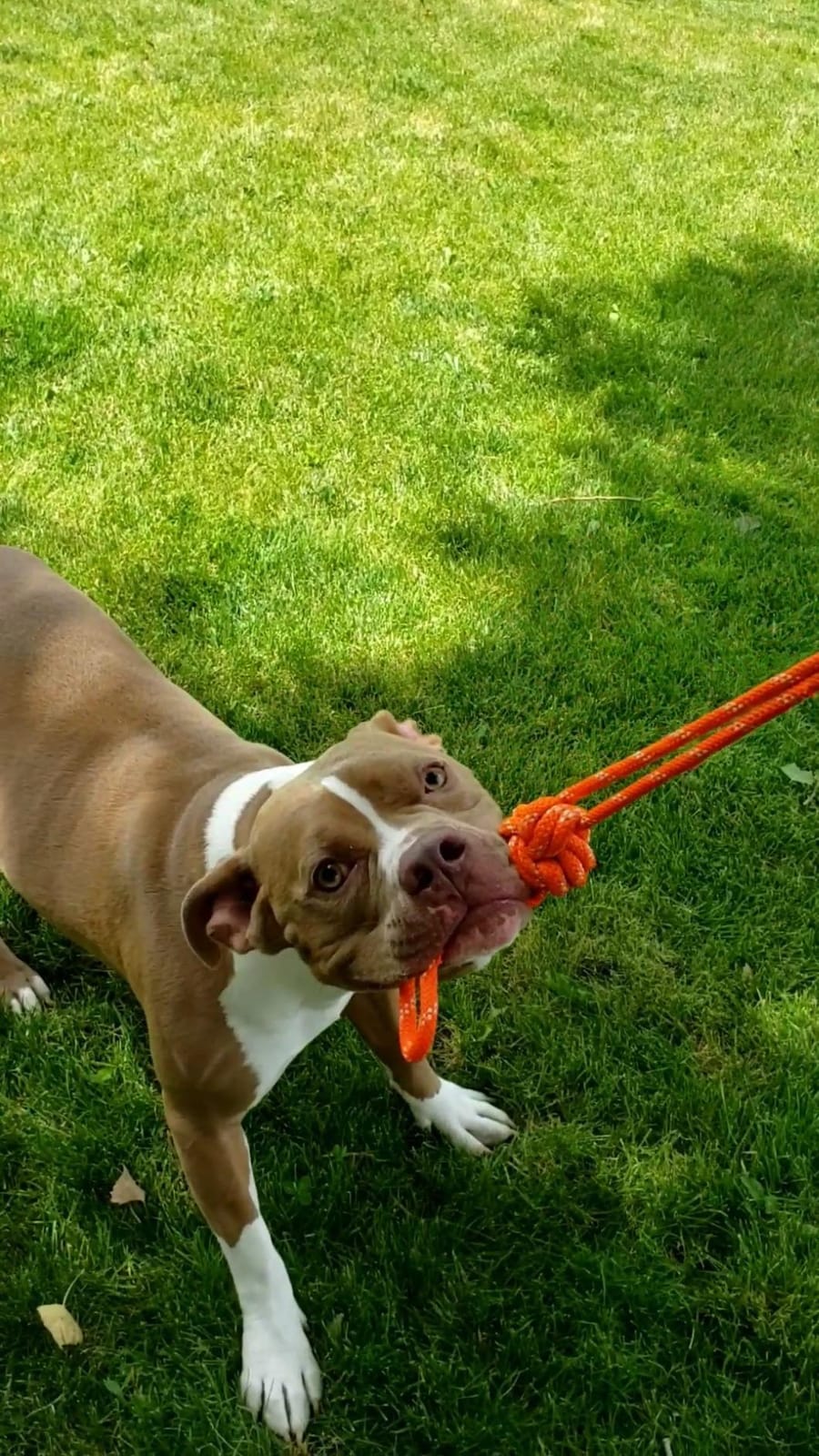 XiaZ Tug of War Dog Toy, Interactive Dogs Toy Bungee Hanging Tether with 2 Chew Rope Toys, Heavy Duty Puppy Outdoor Activity Aggressive Chewers Best Small to Large Boredom Exercise and Play (Blue) customer photo 2