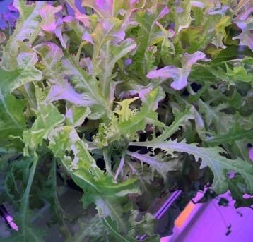 inBloom 12 Pods Hydroponics Growing System Indoor Garden with LED Grow Light and Pod Kit, Plants Germination Kit with 4.2L Water Pump Accelerate, Height Adjustable, Gardening Gifts for Women, White customer photo 1