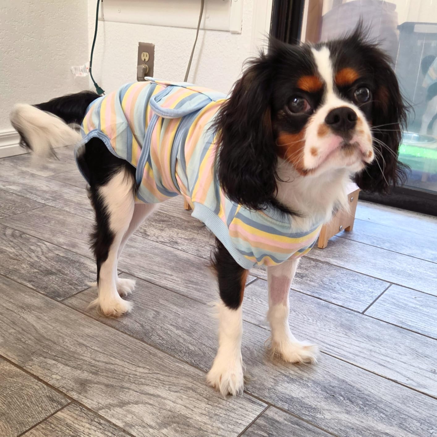 FUAMEY Recovery Suit for Dogs After Surgery,Soft Breathable Dog Bodysuit customer photo 2