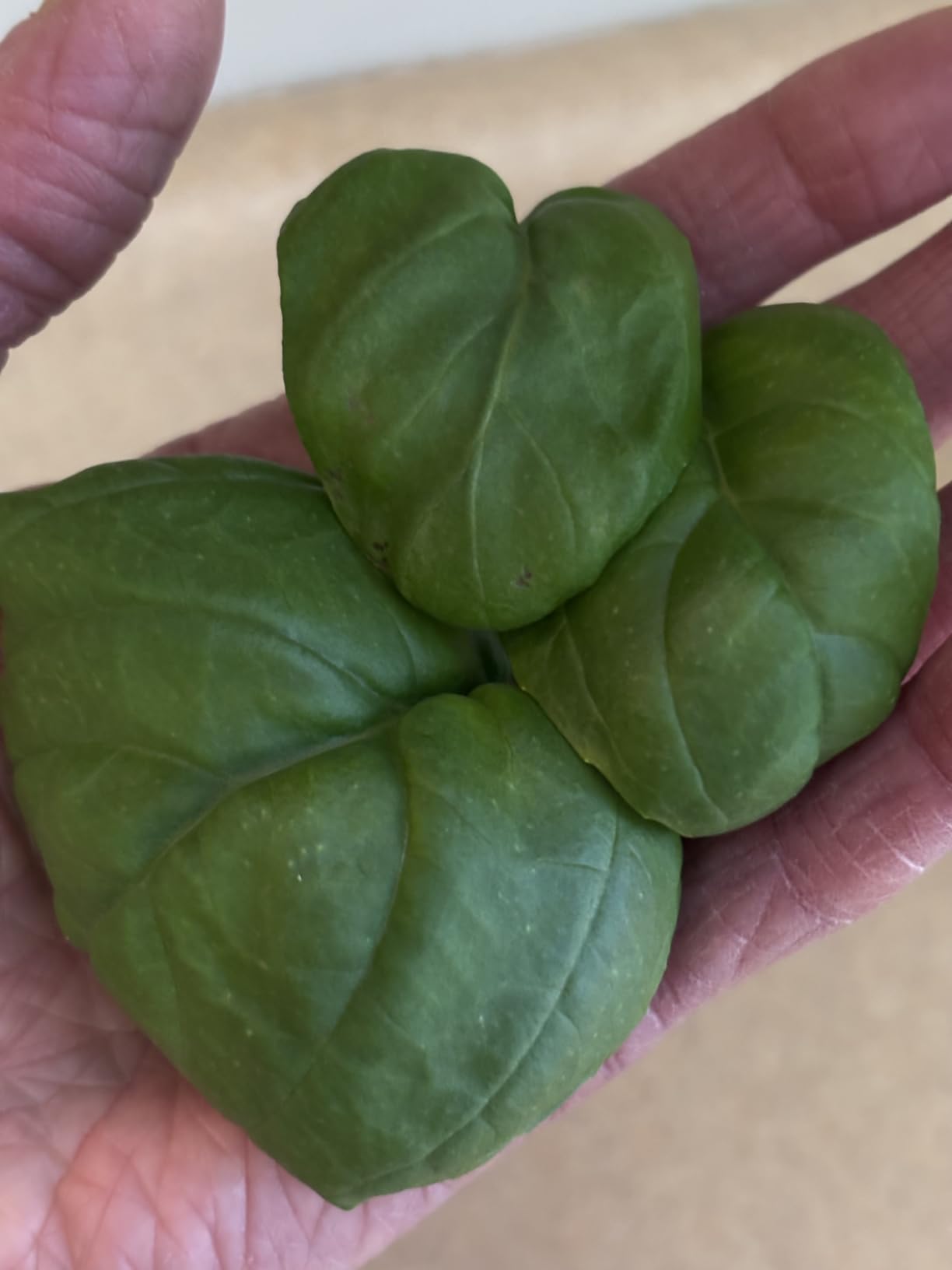 Ahopegarden Hydroponics Growing System Kit: 12 Pods Temp & Humidity Monitor customer photo 2