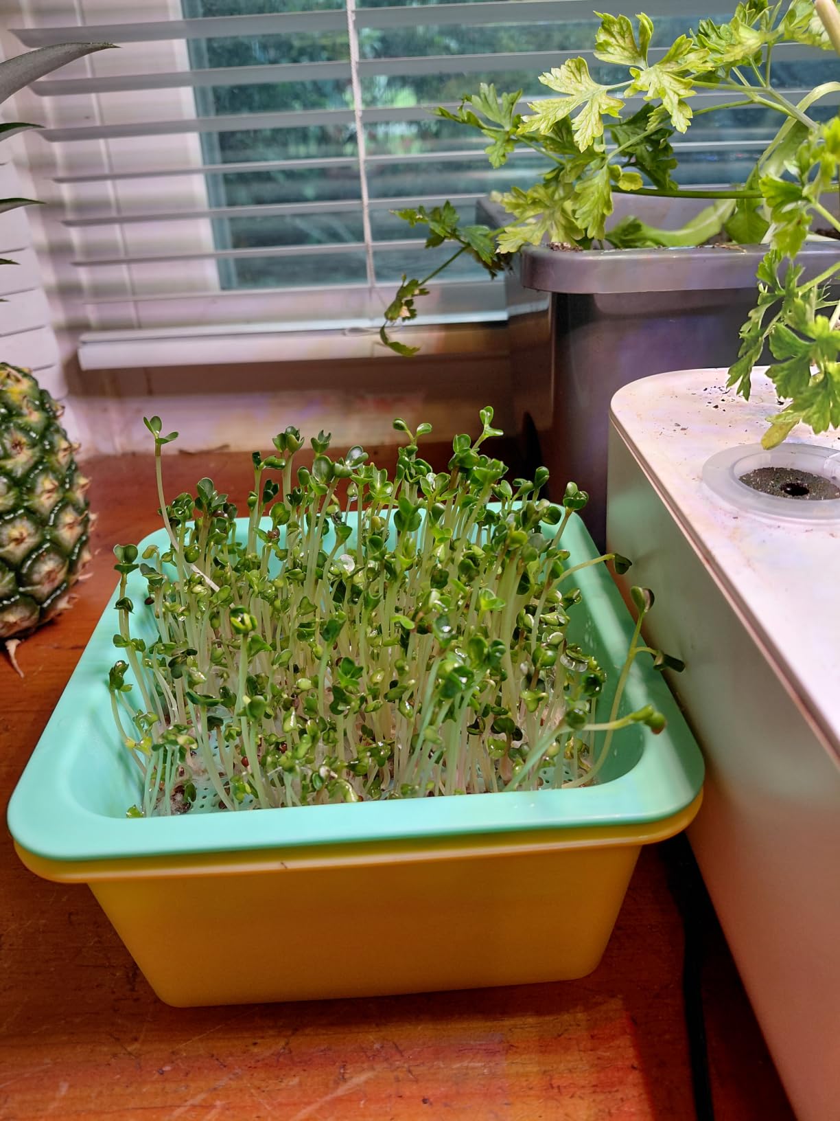 Microgreen Growing Trays, 5