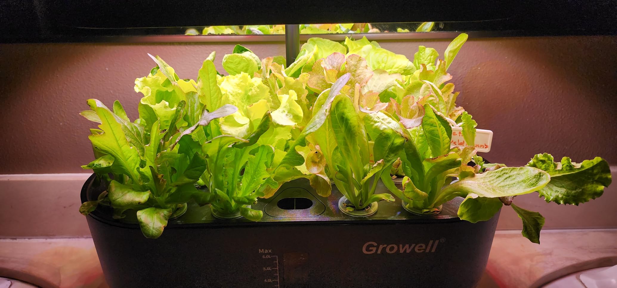 Growell Hydroponics Growing System Kit, 16 Pods Indoor Garden with 28W Full Spectrum LED Grow Light, Auto Timer, 3 Smart Light Modes, 8L Large Herb Garden, Ideal Gardening Gift for Women, Men (Gray) customer photo 1
