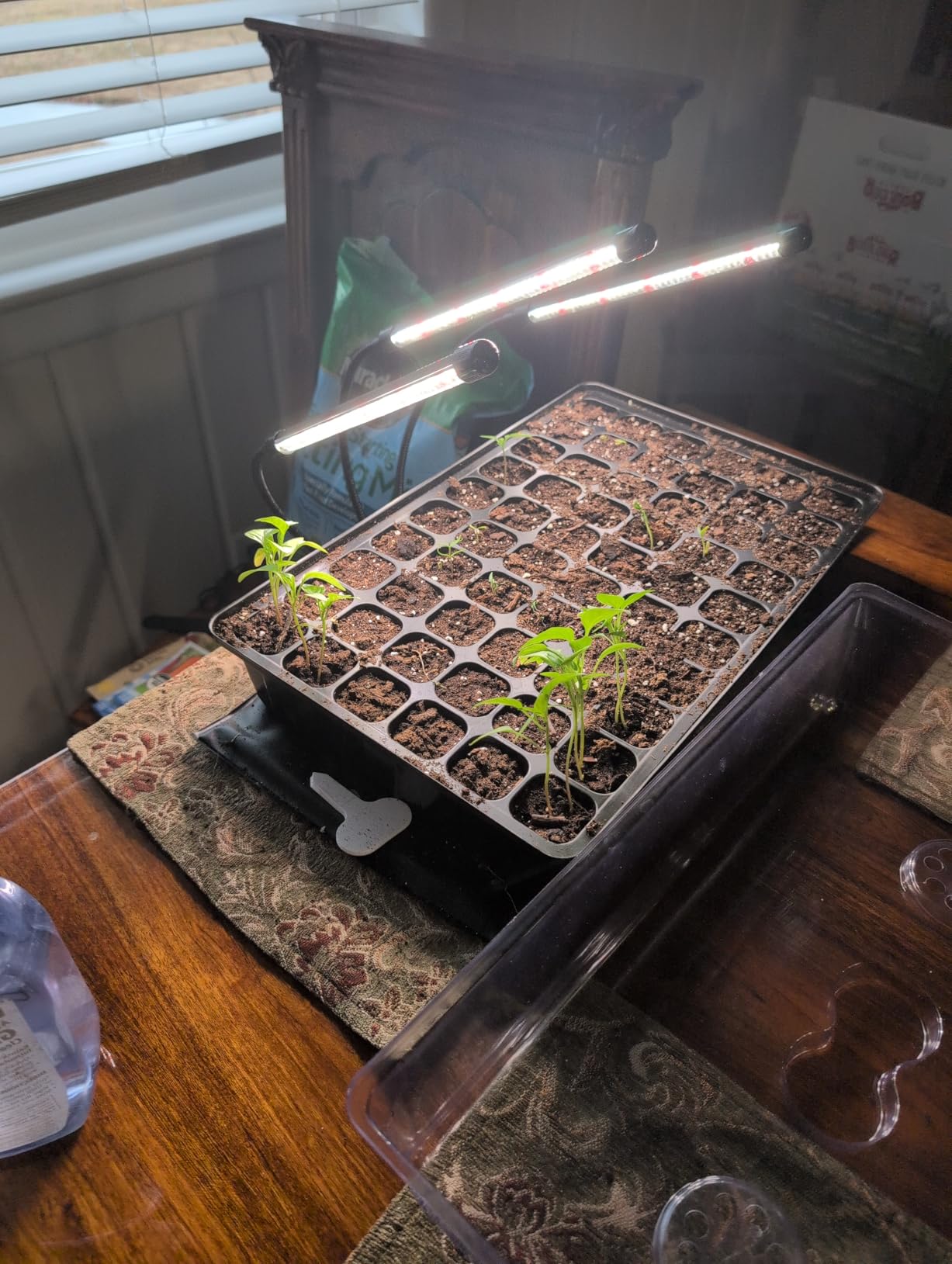 SOLIGT 60 Cell Seed Starter Tray Kit with Grow Light and Heat Mat customer photo 1