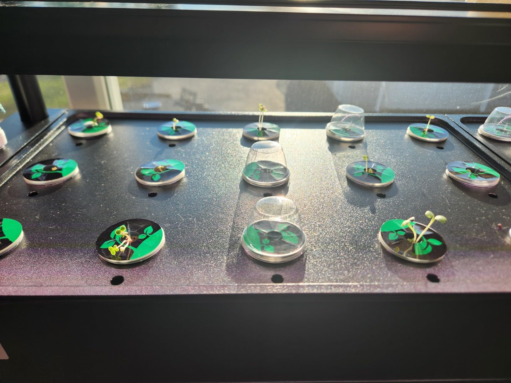 Growell Large Hydroponics Growing System Kit, 60 Pods Vertical Hydroponic Garden with 2 Light Modes Grow Light, Auto Circulating Water System, 32L Indoor Gardening System for Herb Vegetable Fruit customer photo 1