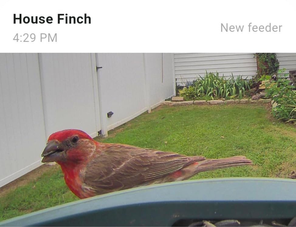 Kiwibit Smart Bird Feeder with 4K AI Camera Solar Powered, No Subscription customer photo 1