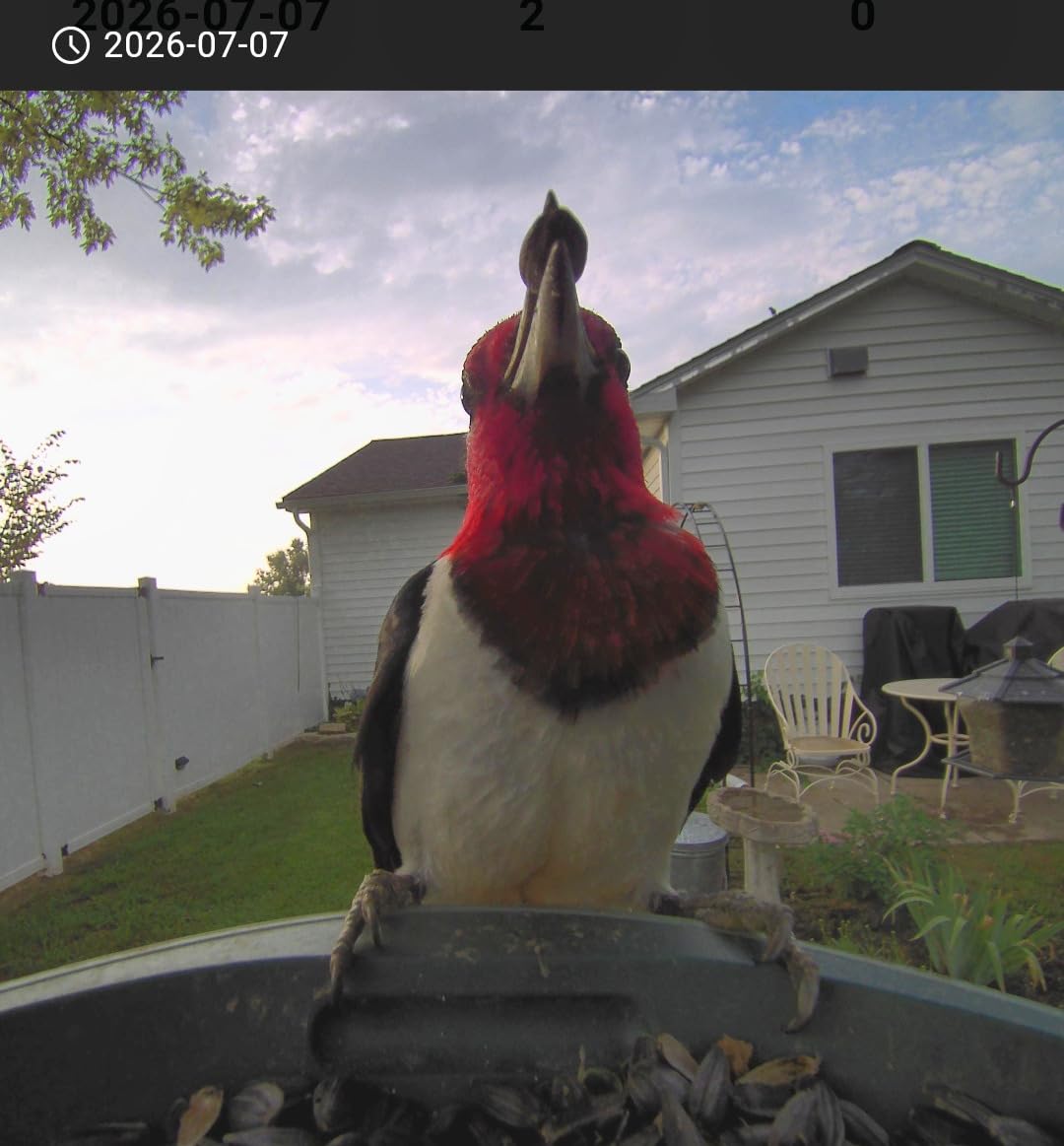 Kiwibit Smart Bird Feeder with 4K AI Camera Solar Powered, No Subscription customer photo 2