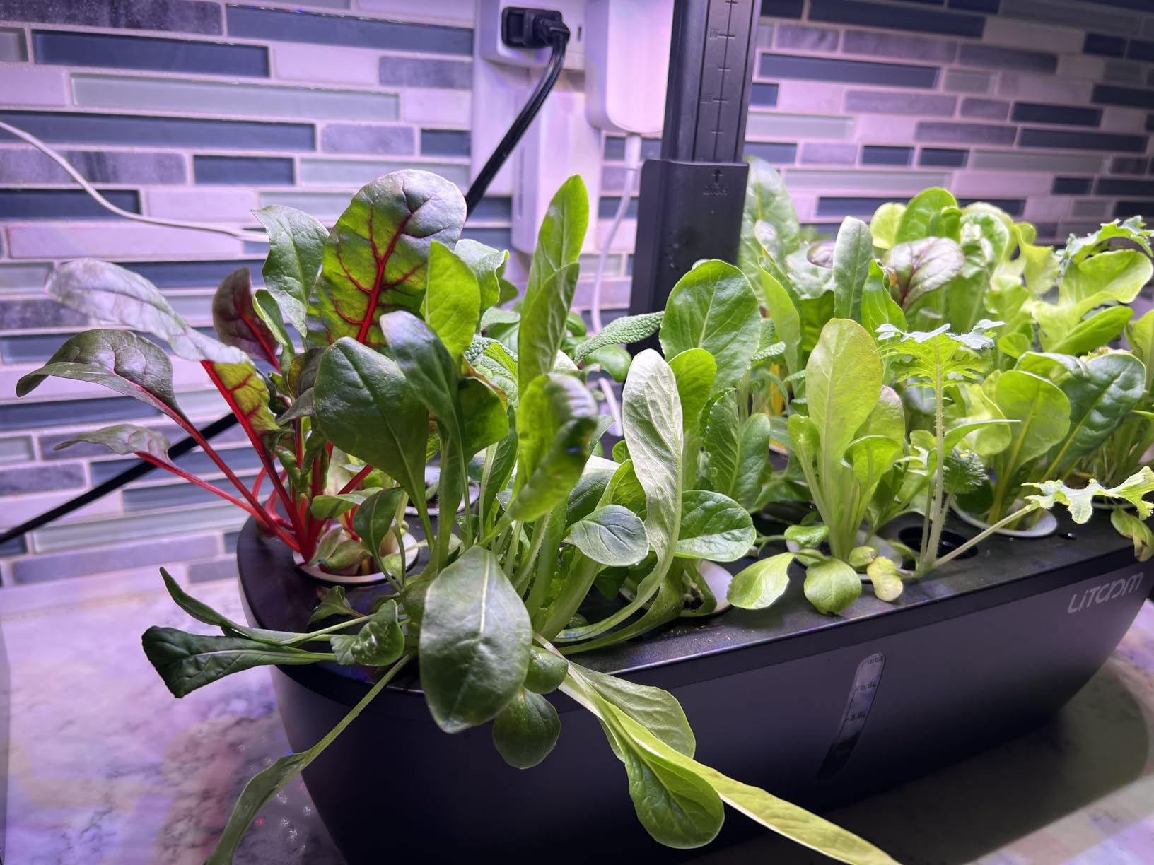 litokam Hydroponics Growing System Kit, 15-Pod Indoor Herb Garden Planter with 24W Grow Light & APP Control, Indoor Gardening System with 2 Grow Modes, Quiet Pump & 24H Timer customer photo 2