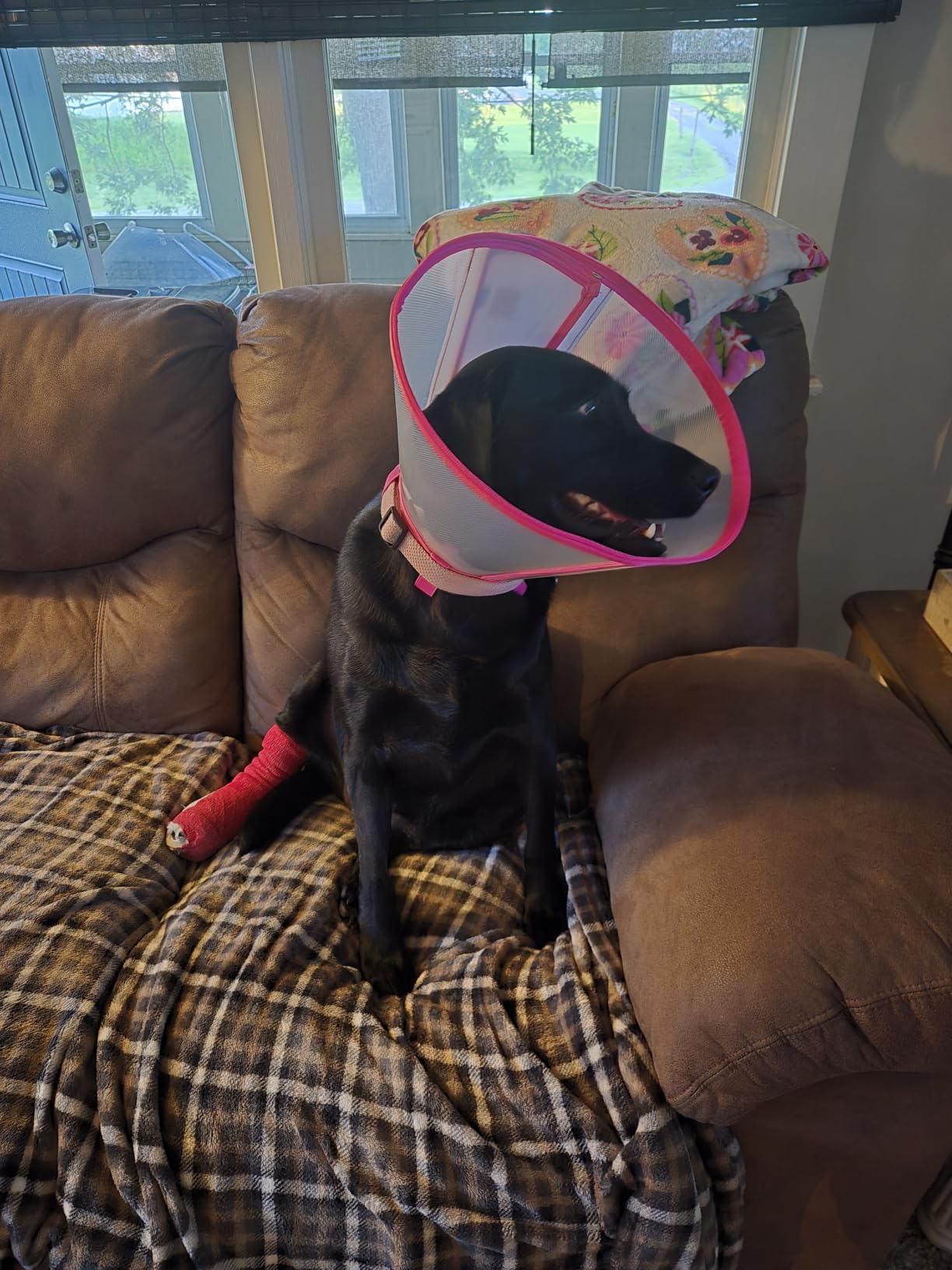 Dog Cone to Stop Licking, Clear Recovery Collar with Detachable Zipper, Sturdy Elizabethan Collar for Large Medium Small Dogs, Soft Adjustable Cone After Surgery Patented, Khaki XL customer photo 1