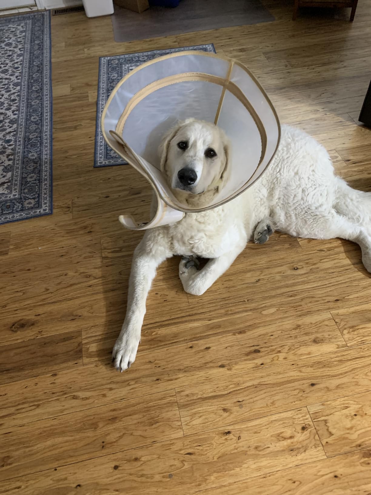 Dog Cone to Stop Licking, Clear Recovery Collar with Detachable Zipper, Sturdy Elizabethan Collar for Large Medium Small Dogs, Soft Adjustable Cone After Surgery Patented, Khaki XL customer photo 2