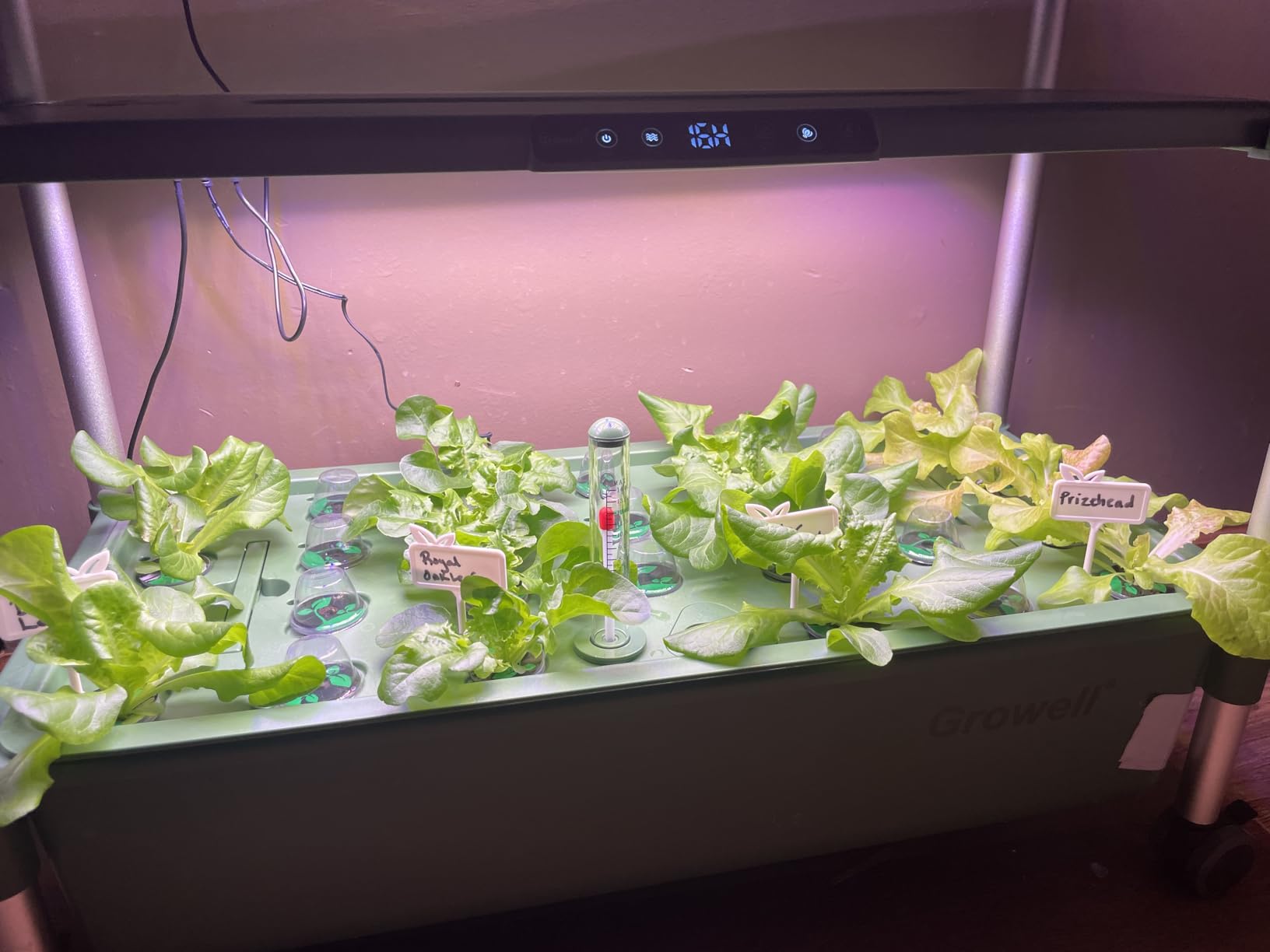 Growell Hydroponics Growing System Kit, 81 Pods Vertical Indoor Herb Garden with Smart LED Grow Light, Auto Circulating Water Pump Each Tier, 42L Hydroponic Gardening Systems for Ideal Gifts (Black) customer photo 1