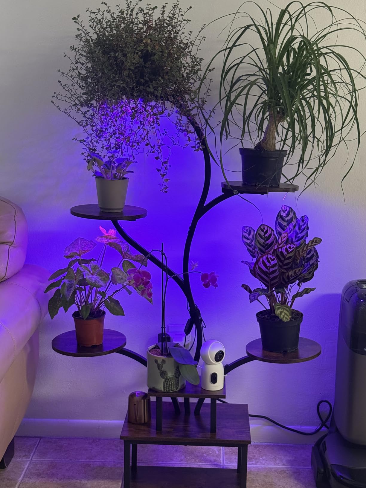 PRAISUN 51 Inch Plant Stand with Grow Lights, 8 Tiered Indoor Plant Shelf customer photo 2