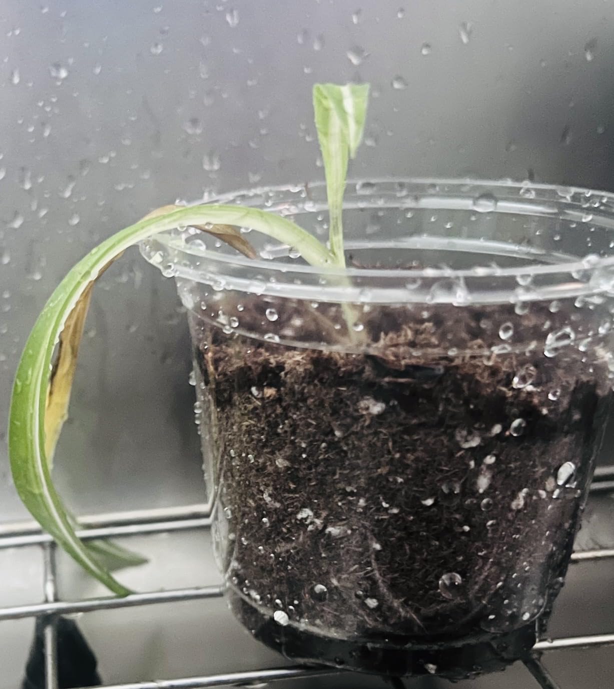 Bluepro Self Watering Pots for Indoor Plants, 4/5/6.5 Inch, 18-Pack | Clear Plastic, 6 Each of Three Sizes, Reservoir Trays and Wicks, Up to 7-Day Water Supply, Root and Water-Level Visibility customer photo 2