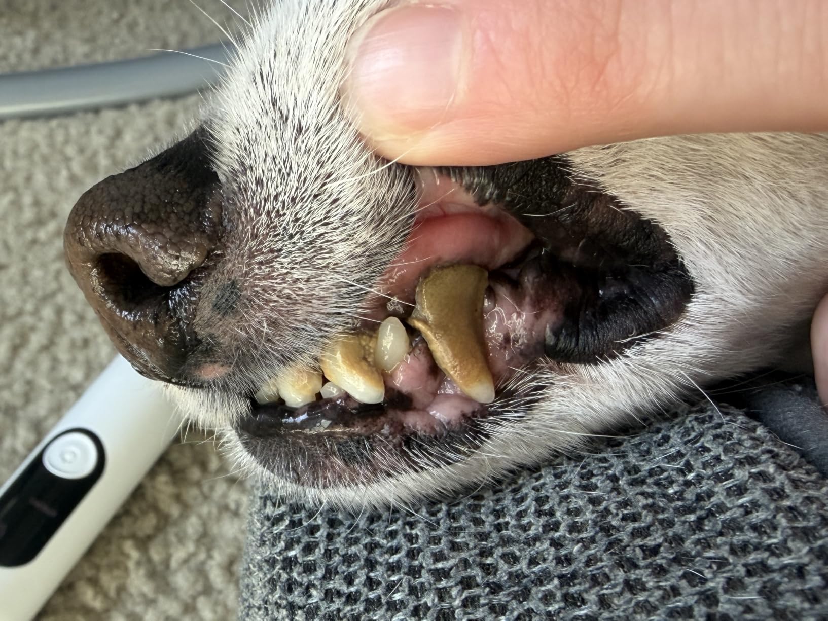 Ultrasonic Dog Teeth Cleaner, Dog Teeth Cleaning, Plaque Remover customer photo 1