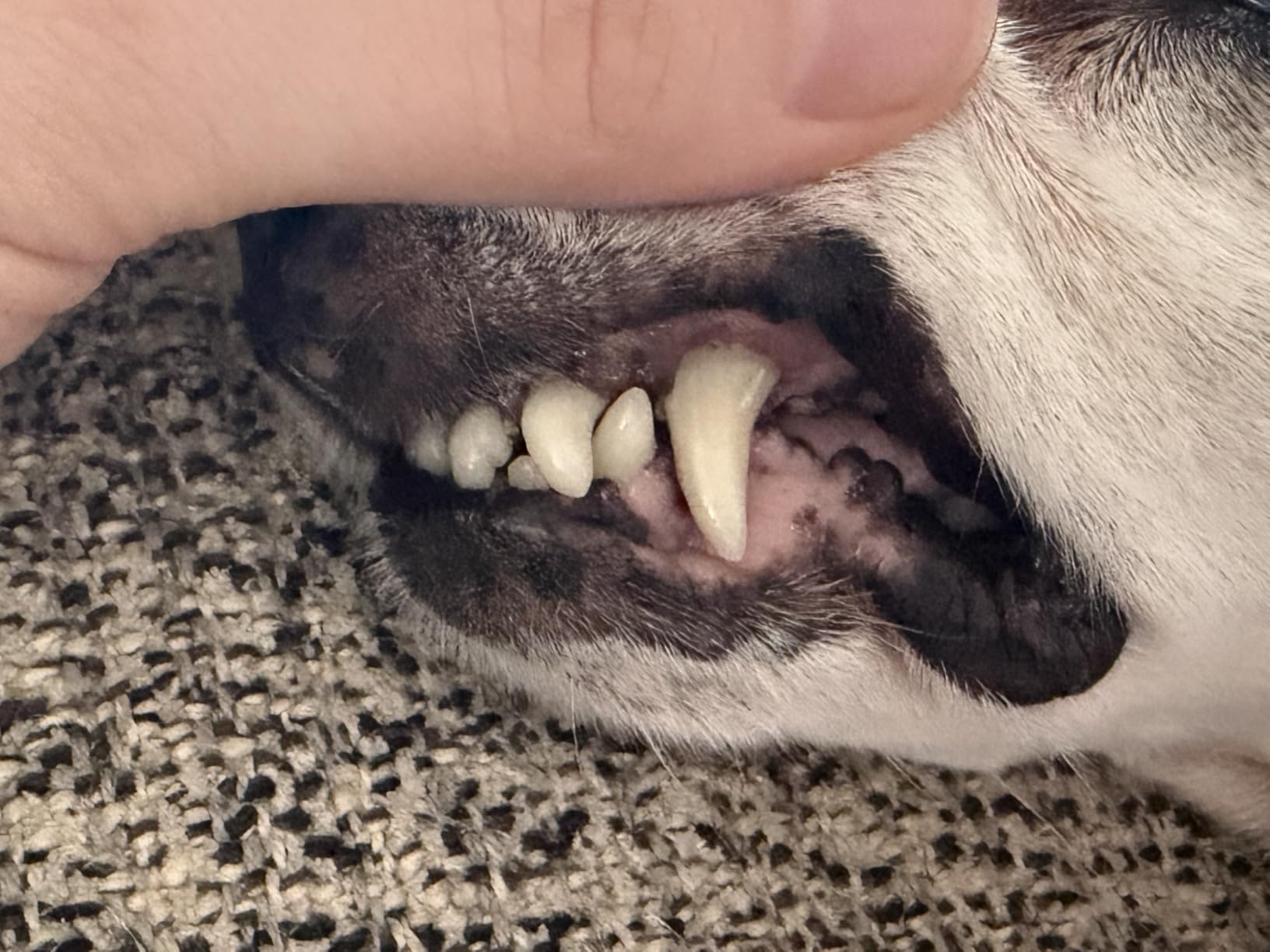 Ultrasonic Dog Teeth Cleaner, Dog Teeth Cleaning, Plaque Remover customer photo 2