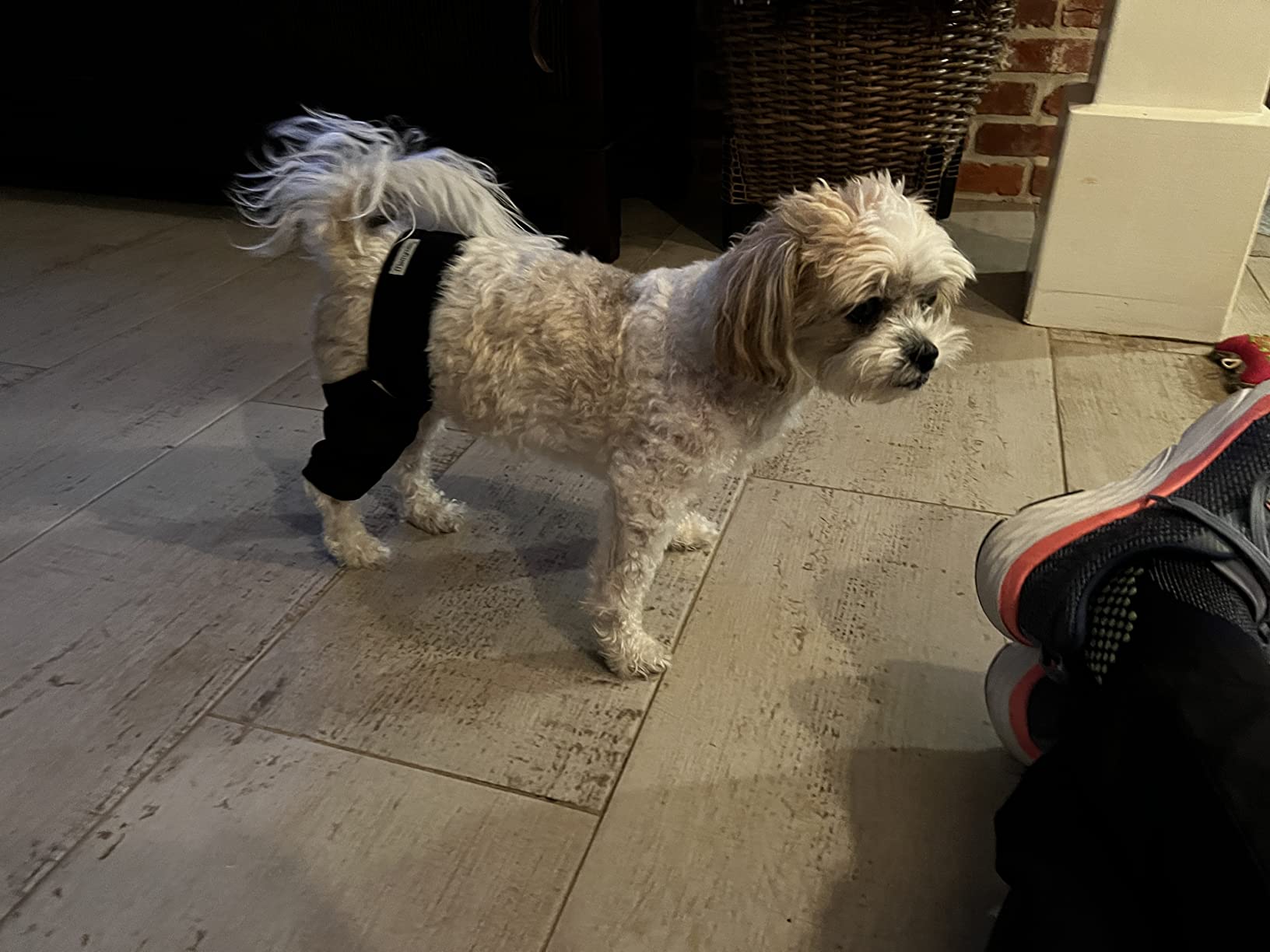 Dog Knee Brace for Torn ACL & Hind Leg Support - Adjustable Dog Hip & Leg Brace for Cruciate Ligament, Arthritis Relief, Joint Stability & Injury Recovery customer photo 1
