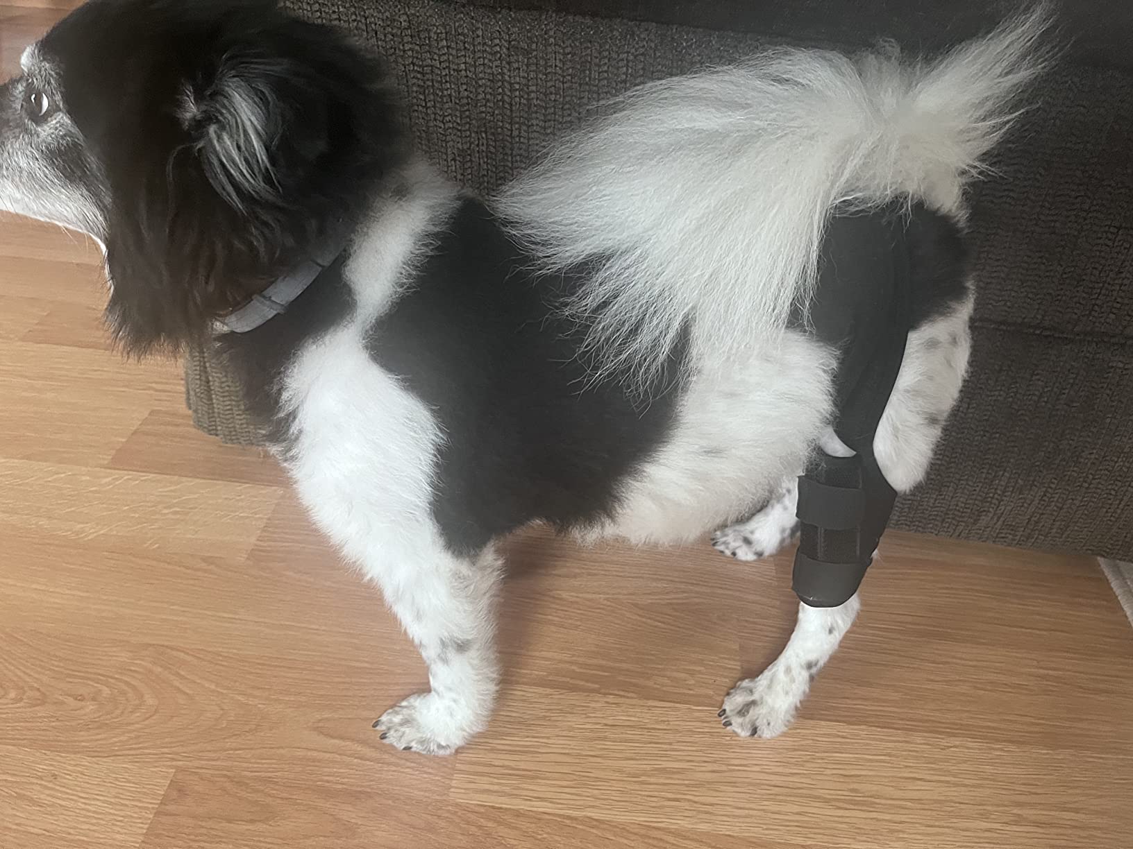 Dog Knee Brace for Torn ACL Hind Leg - Canine CCL & Cruciate Ligament Support - Joint Stability and Recovery Wrap for Leg Injuries - Durable Adjustable Design - Black, X-Large customer photo 1